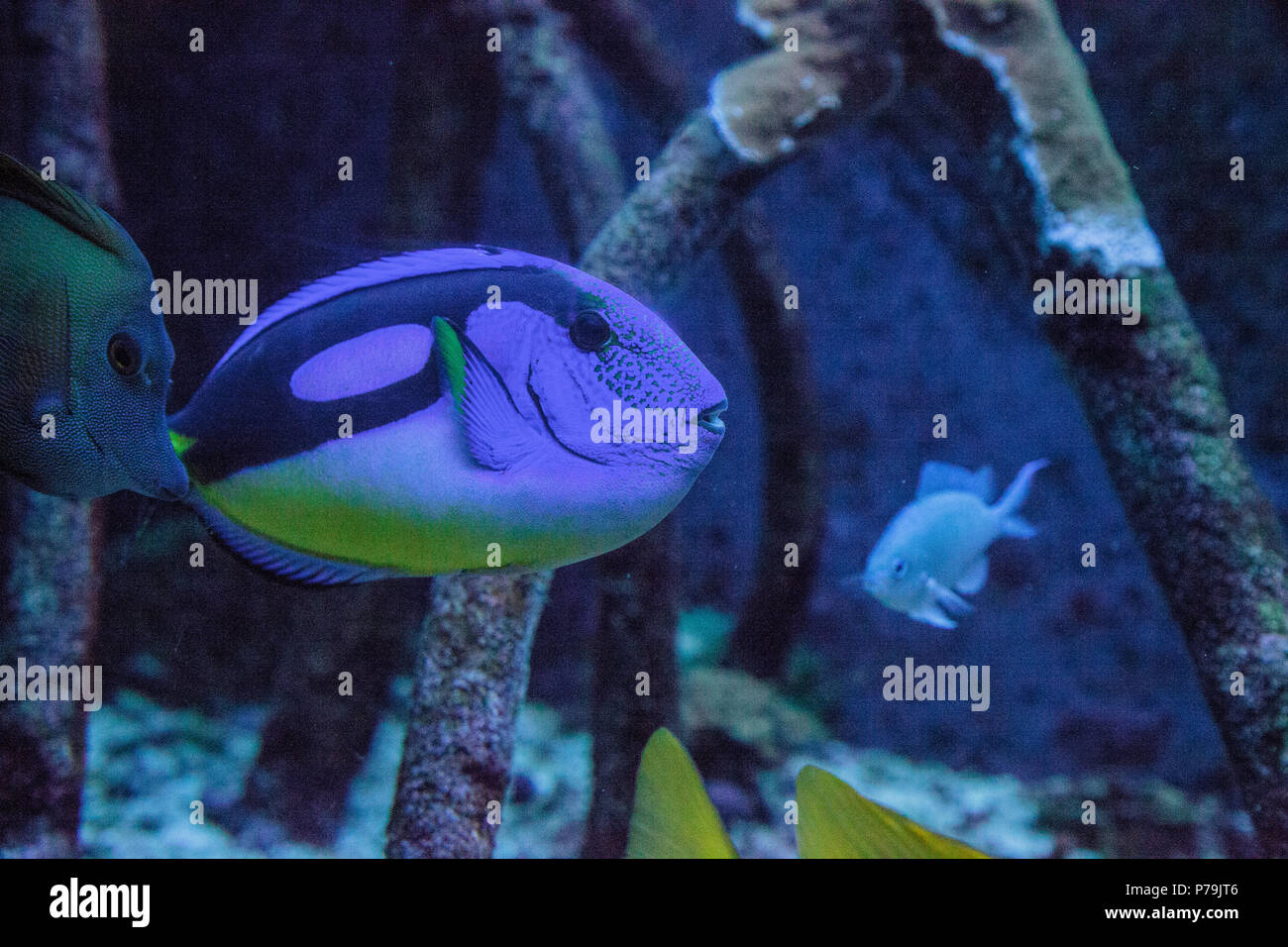 Blue Hippo Tang Paracanthurus hepatus Fisch schwimmt über ein Korallenriff Stockfoto