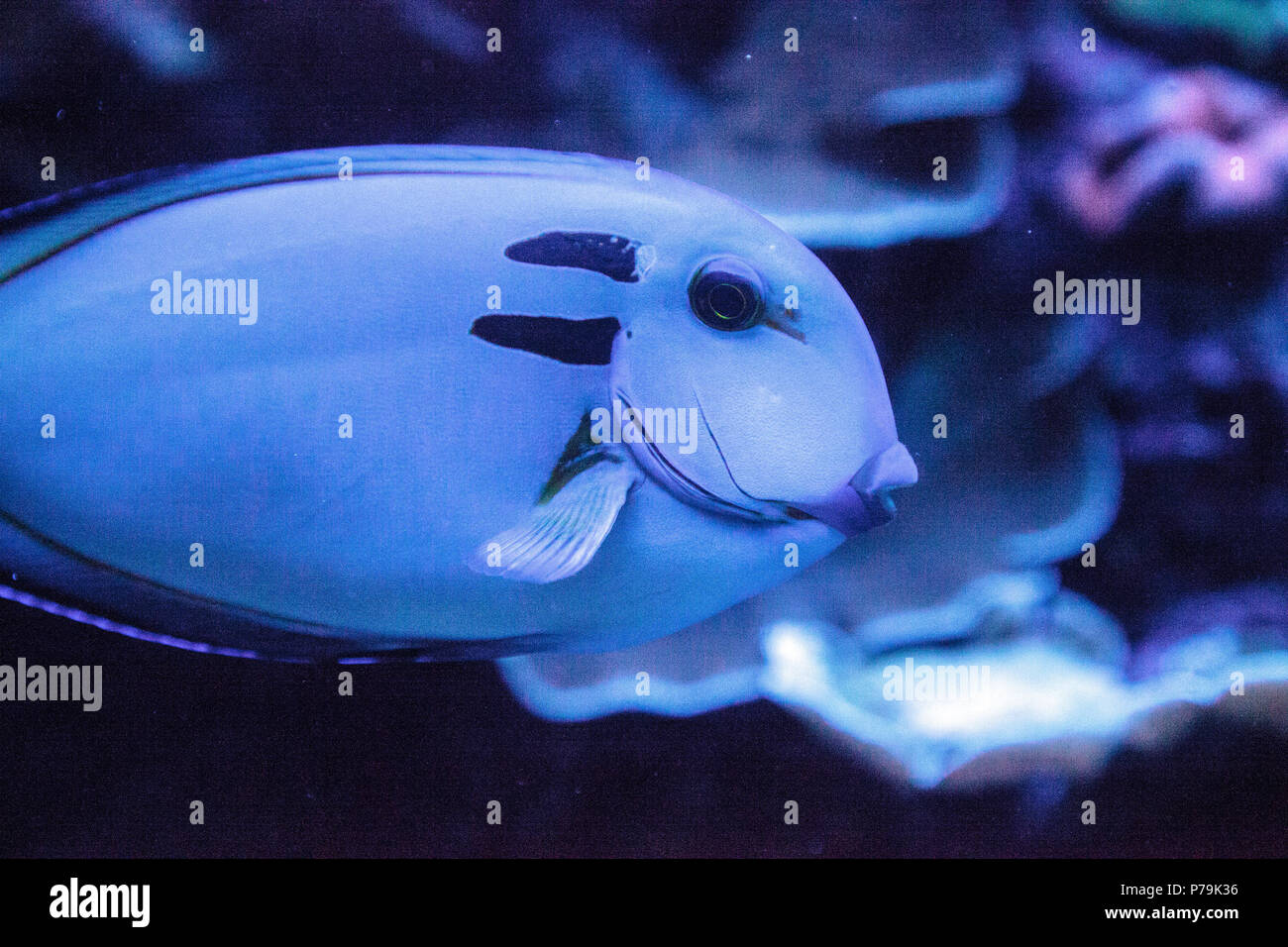 Doubleband doktorfische Acanthurus tennenti schwimmt entlang einem Korallenriff. Stockfoto