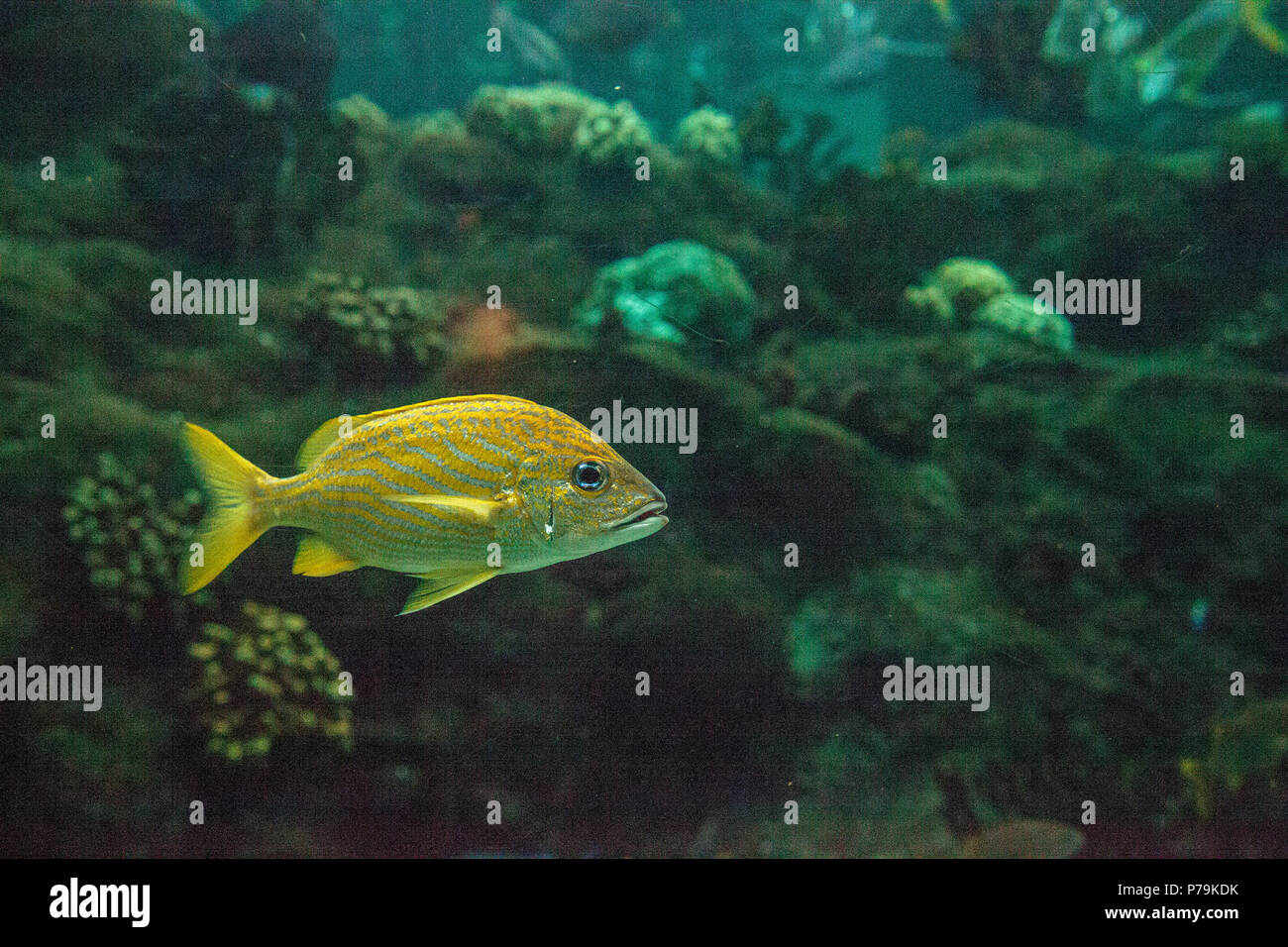 Französische grunzen Fische Haemulon flavolineatum mit hellen blauen Augen schwimmt in einem Korallenriff. Stockfoto