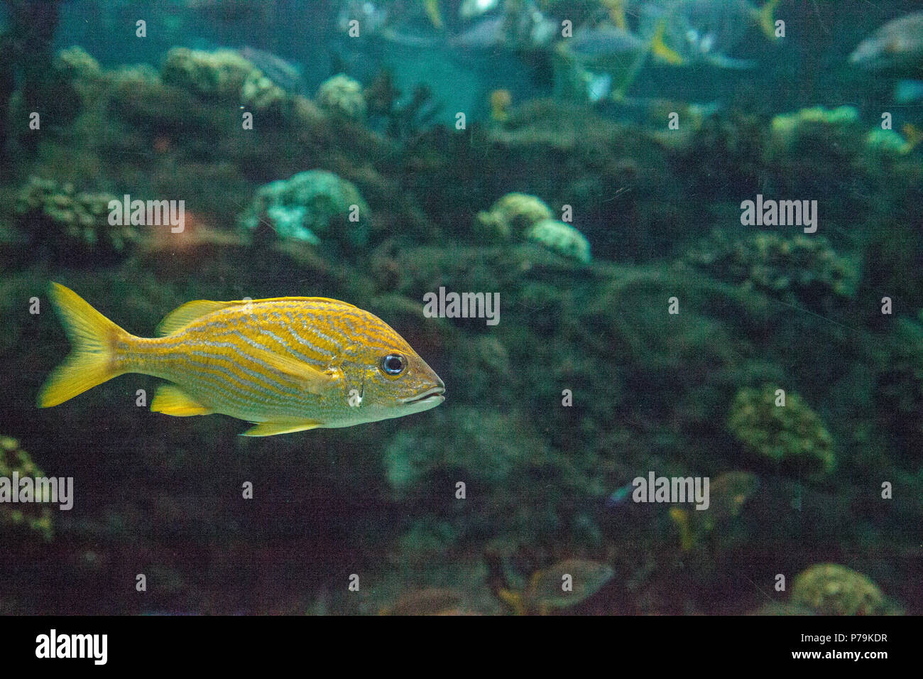 Französische grunzen Fische Haemulon flavolineatum mit hellen blauen Augen schwimmt in einem Korallenriff. Stockfoto