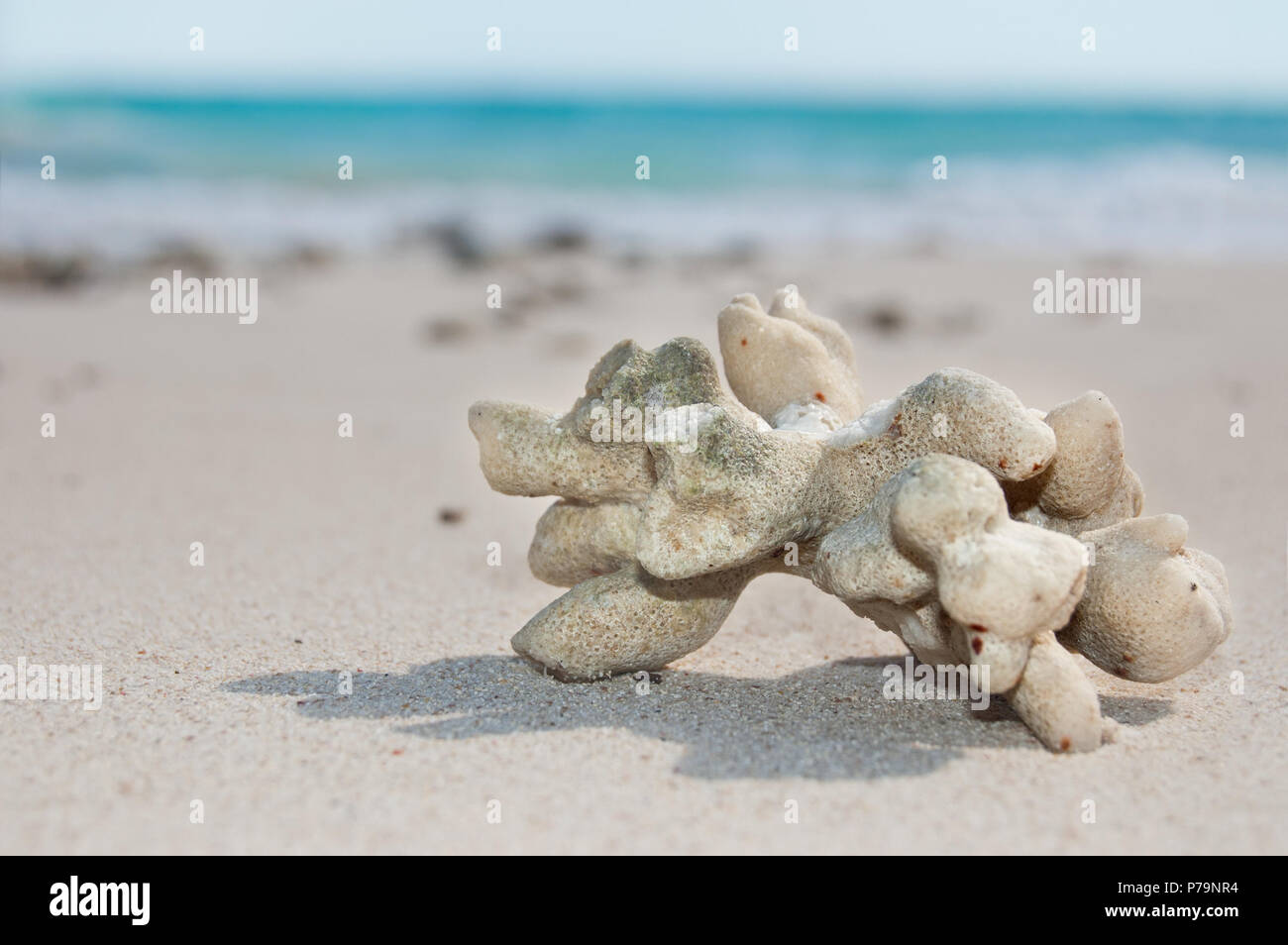 Weiß Orgel-pipe Coral auf sandigen Strand, in der Nähe Stockfoto