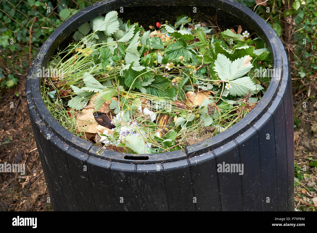 Frisches Grün für Küchen- und Gartenabfälle in einem inländischen Garten Kunststoff schwarz Komposteimer in einem Gemüsegarten, UK. Stockfoto