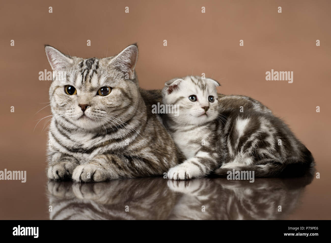 Familie Gruppe von Kätzchen mit Mutter, die Rasse Scottish-fold, auf braunem Hintergrund liegen Stockfoto