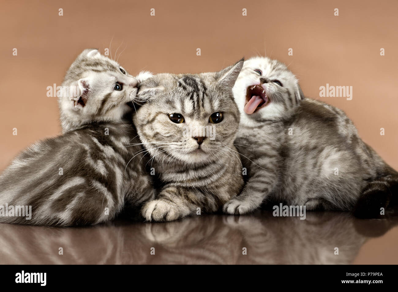 Familie Gruppe von zwei Kätzchen mit Mutter, die Rasse Scottish-fold, auf braunem Hintergrund liegen Stockfoto