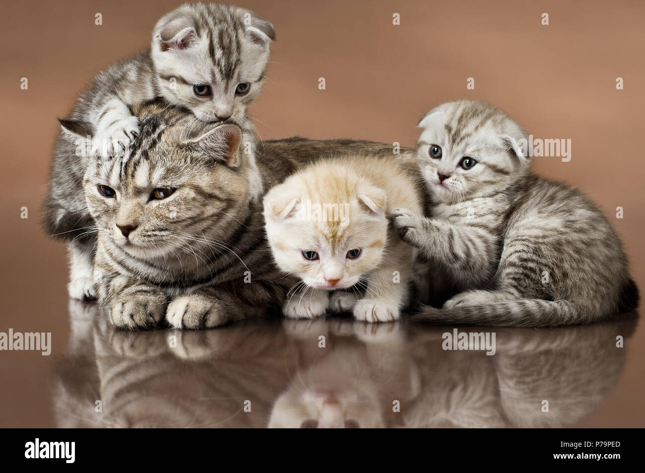 Familie Gruppe von drei Kätzchen mit Mutter, die Rasse Scottish-fold, auf braunem Hintergrund liegen Stockfoto