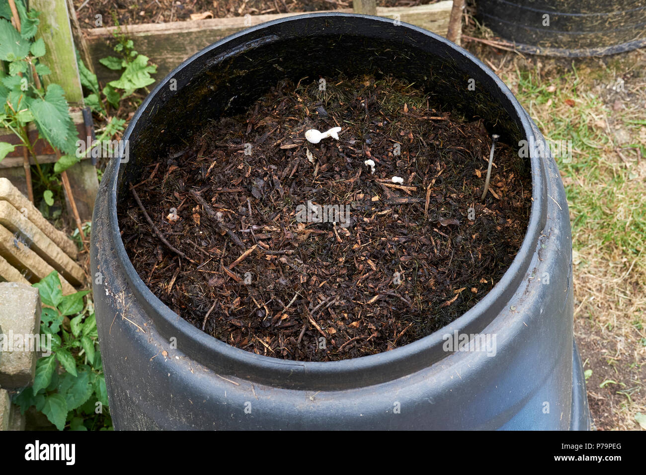 Teilweise kompostiert grüne Küchen- und Gartenabfälle mit wachsenden Pilze im häuslichen Garten Kunststoff schwarz Komposteimer in einem Gemüsegarten, UK. Stockfoto