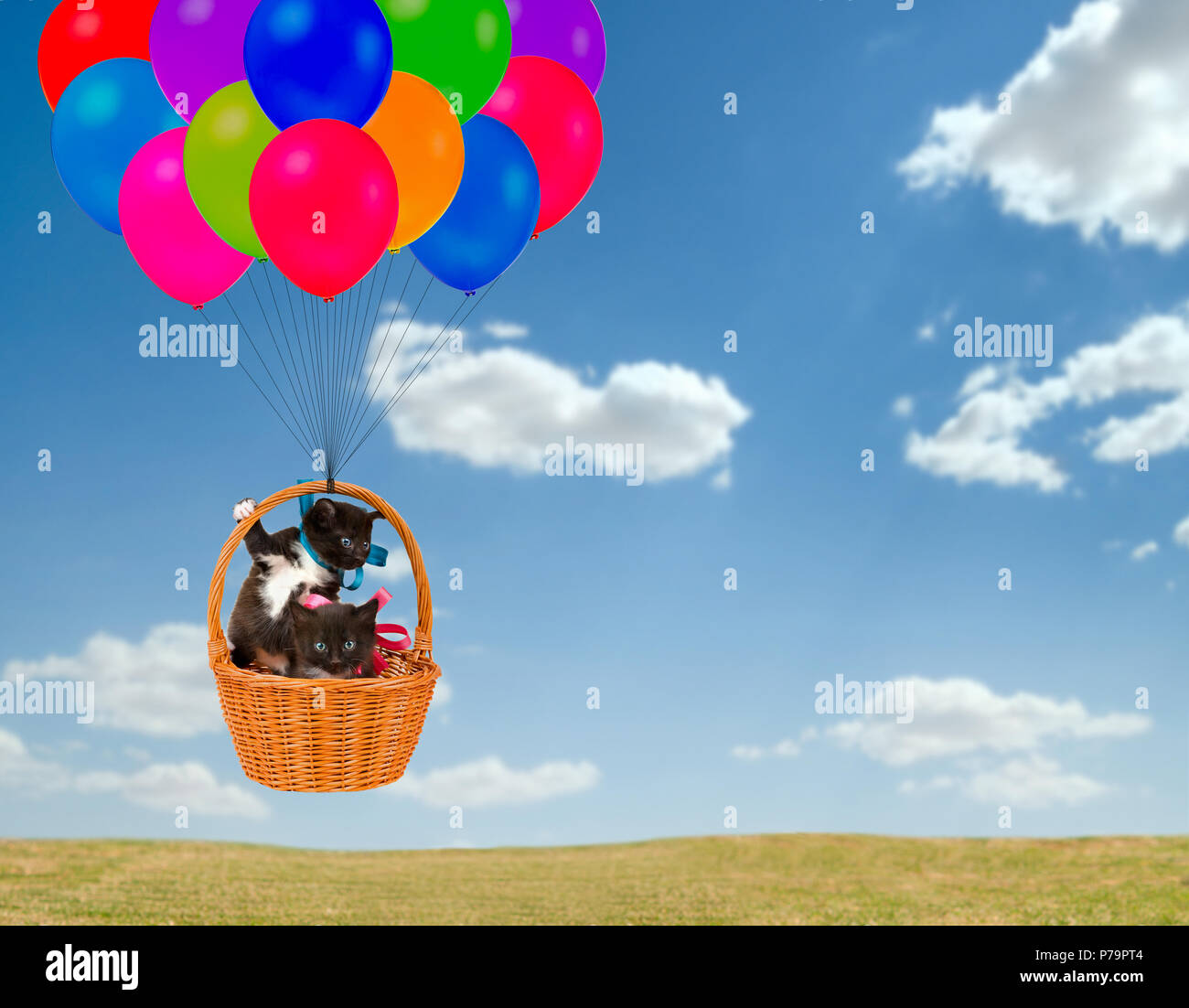 Kätzchen fliegen in Korb auf bunten Ballons, outdoor Stockfoto
