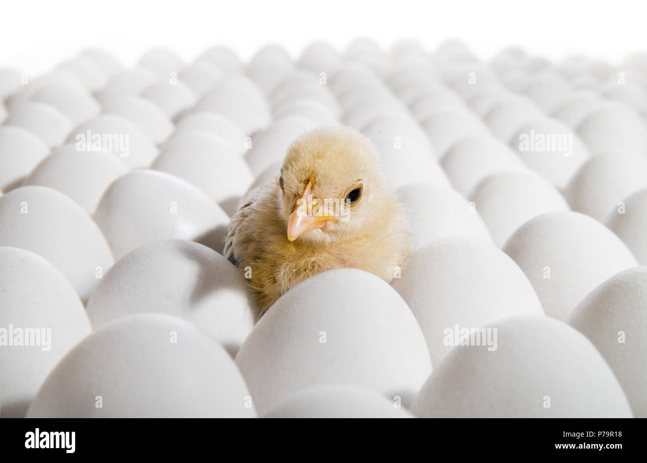 Eine gelbe Huhn eingebettet auf viele Henne's - Eier, horizontale Foto Stockfoto