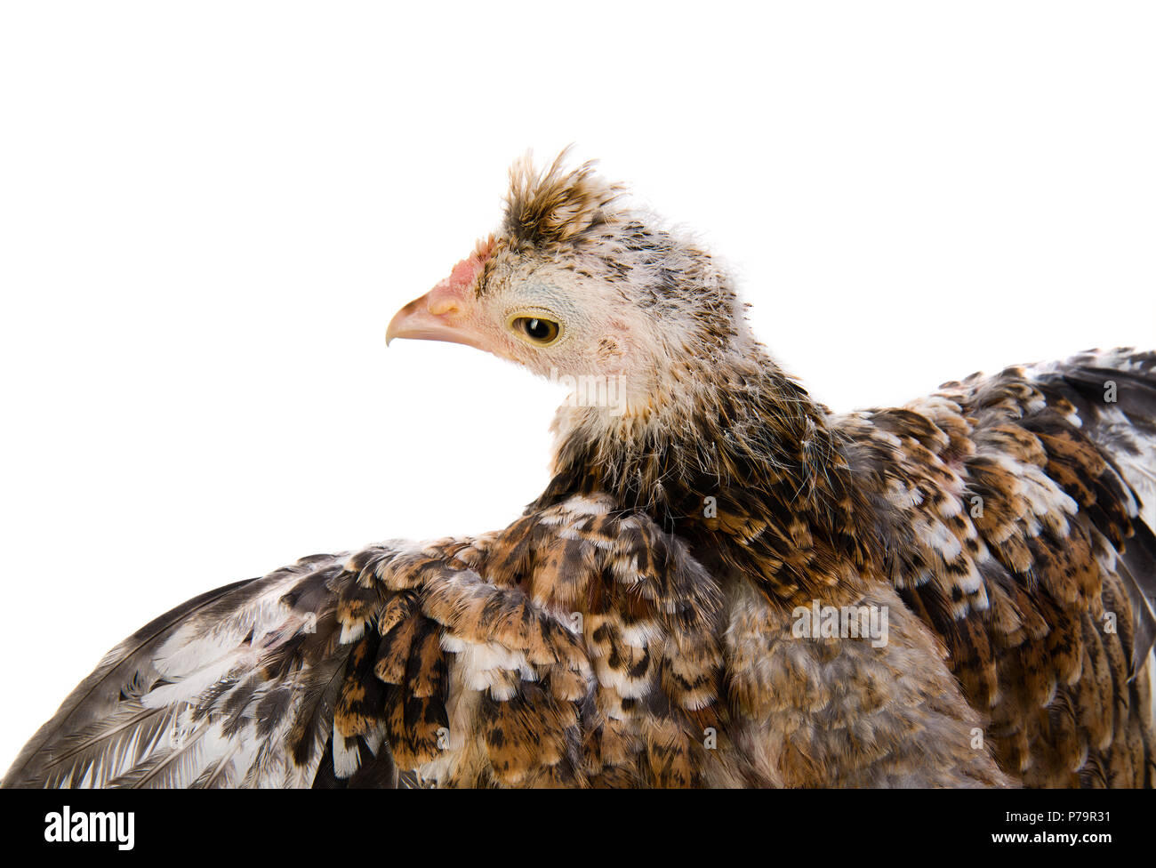 Beute Vogel fliegen, auf weißem Hintergrund, isoliert Stockfoto