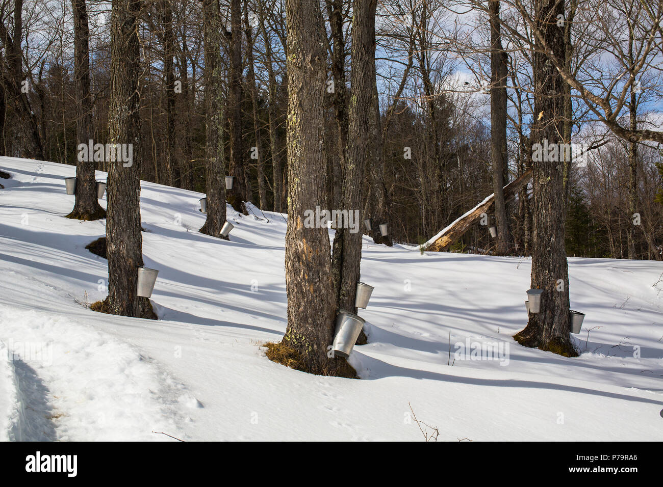 Ahorn Wald mit Maple sap-Speicherbereiche auf Bäumen, Eastern Townships, Vale Perkins, Quebec, Kanada Stockfoto