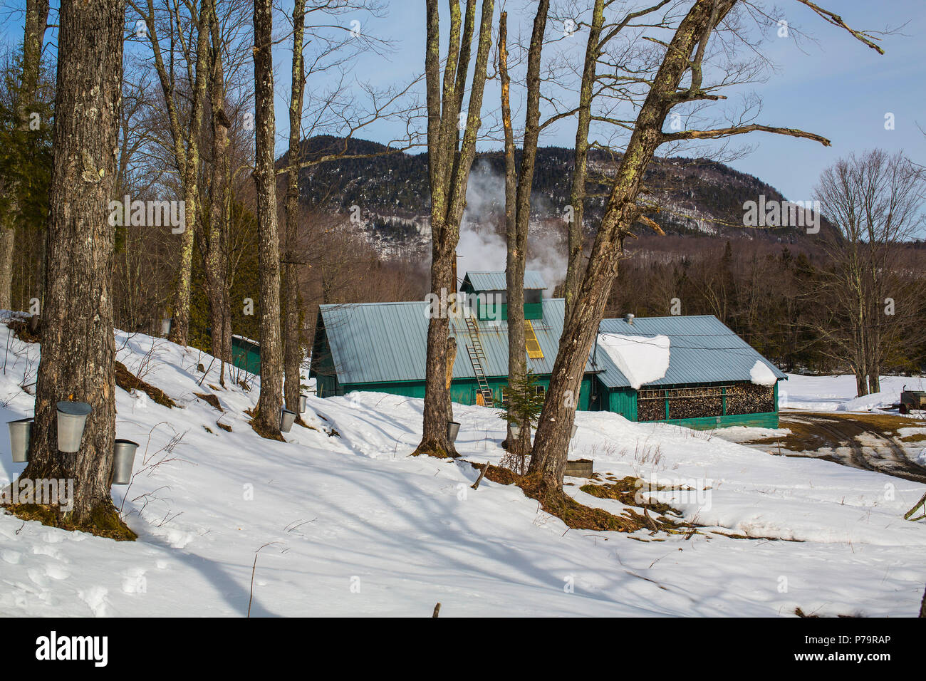 Sugarhouse im Frühjahr mit Eimer auf Ahornbäumen, Eastern Townships, Vale Perkins, Quebec, Kanada Stockfoto