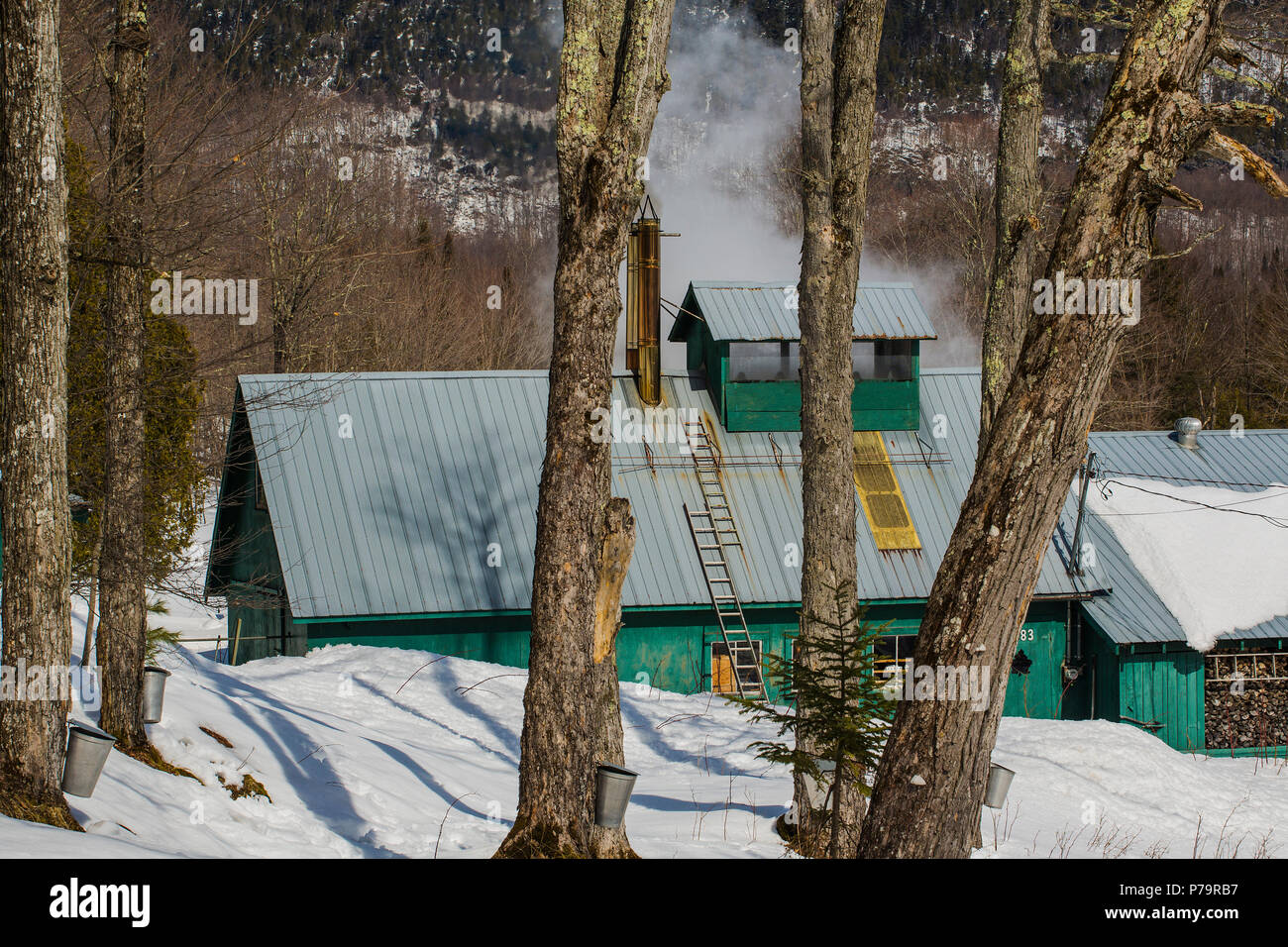 Sugarhouse im Frühjahr mit Eimer auf Ahornbäumen, Eastern Townships, Vale Perkins, Quebec, Kanada Stockfoto
