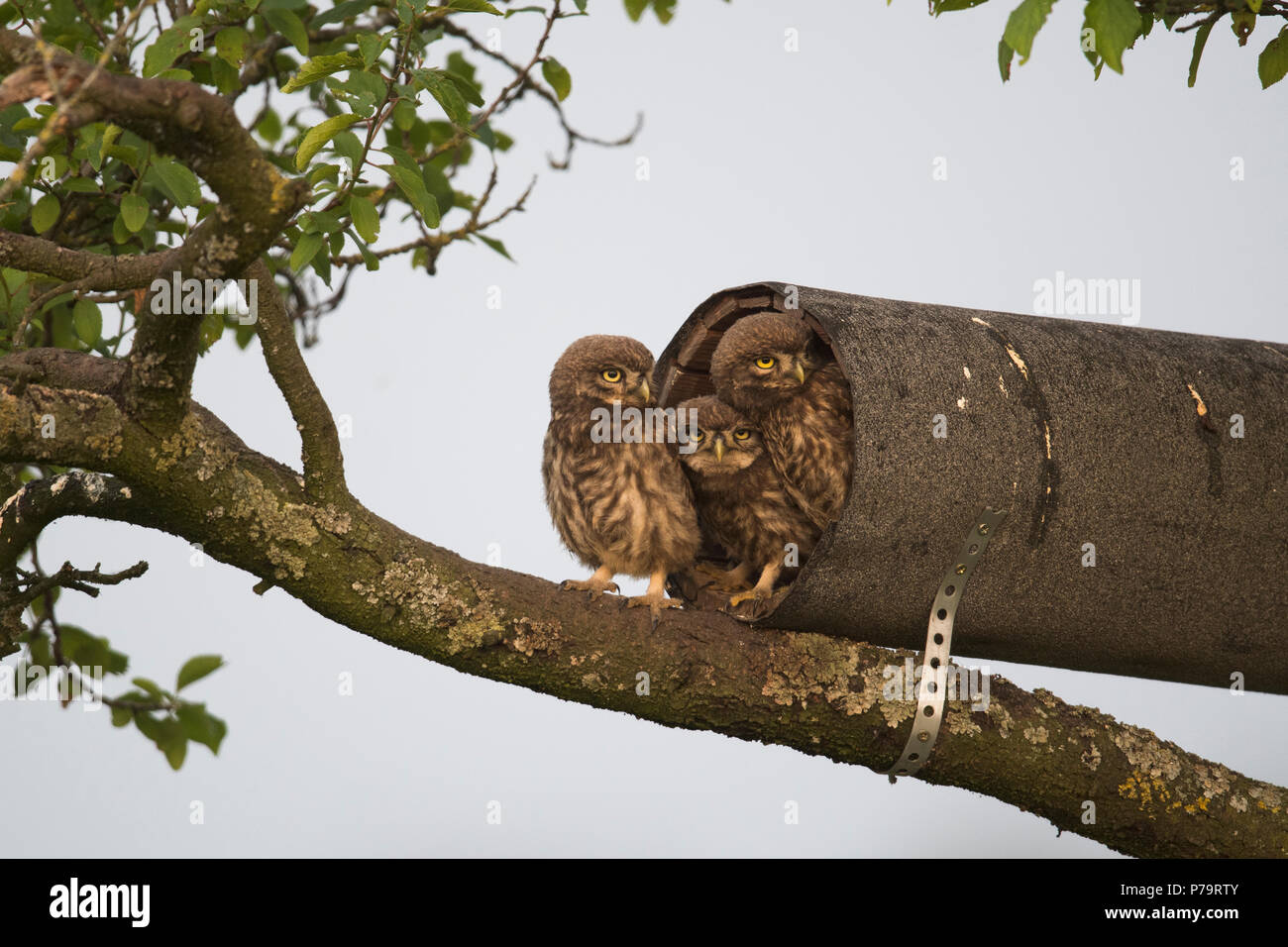 Junge Steinkäuze (Athene noctua), an der Niströhre, Emsland, Niedersachsen, Deutschland sitzen Stockfoto
