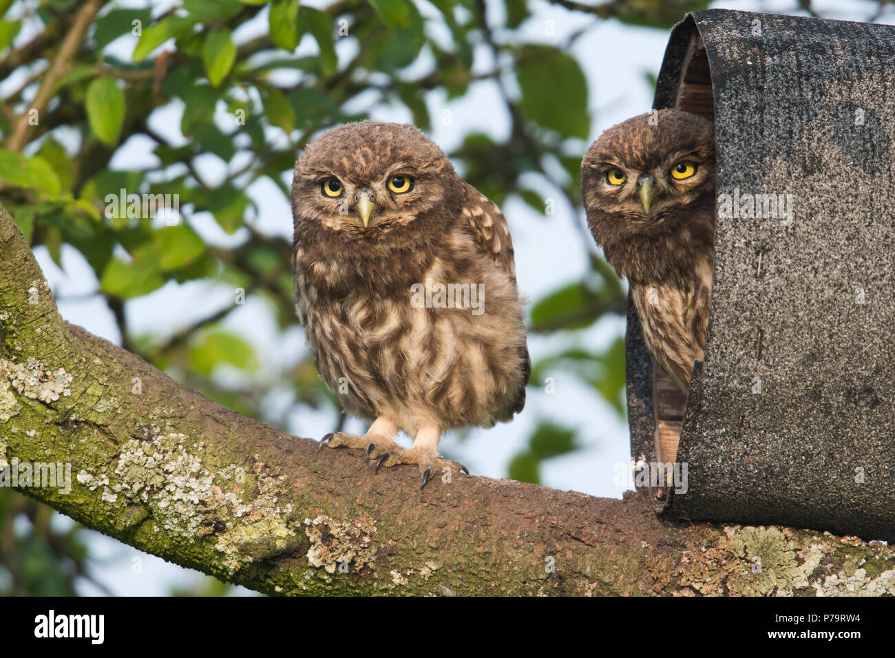 Junge Steinkäuze (Athene noctua), an der Niströhre, Emsland, Niedersachsen, Deutschland sitzen Stockfoto