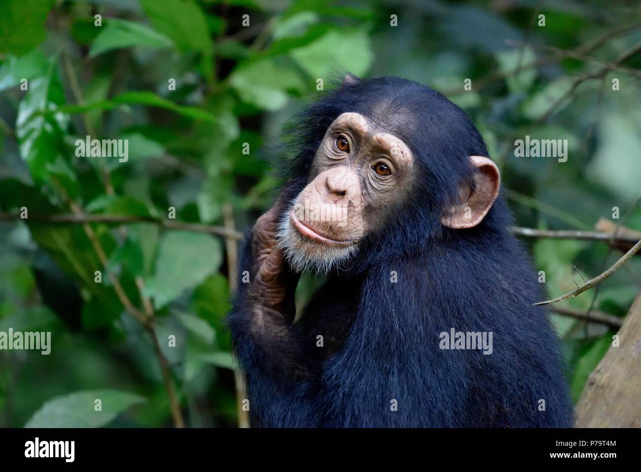 Westafrikanische Schimpansen (Pan troglodytes Verus) im Regenwald, junge Tier, Tier Portrait, Bossou, Nzérékoré region Stockfoto