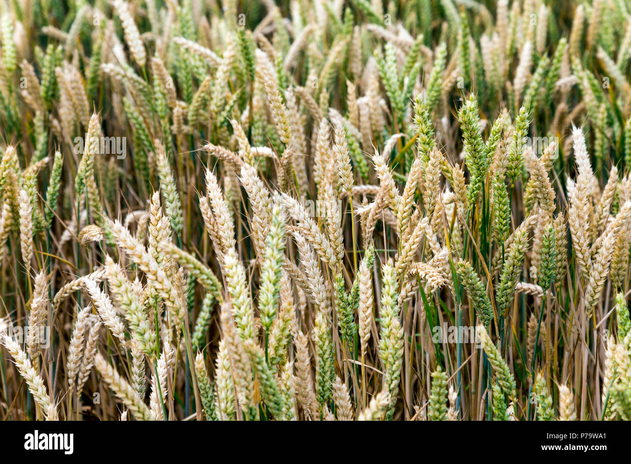 Close-up von Weizen Ohren in einem Weizenfeld, South Downs National Park, Großbritannien Stockfoto