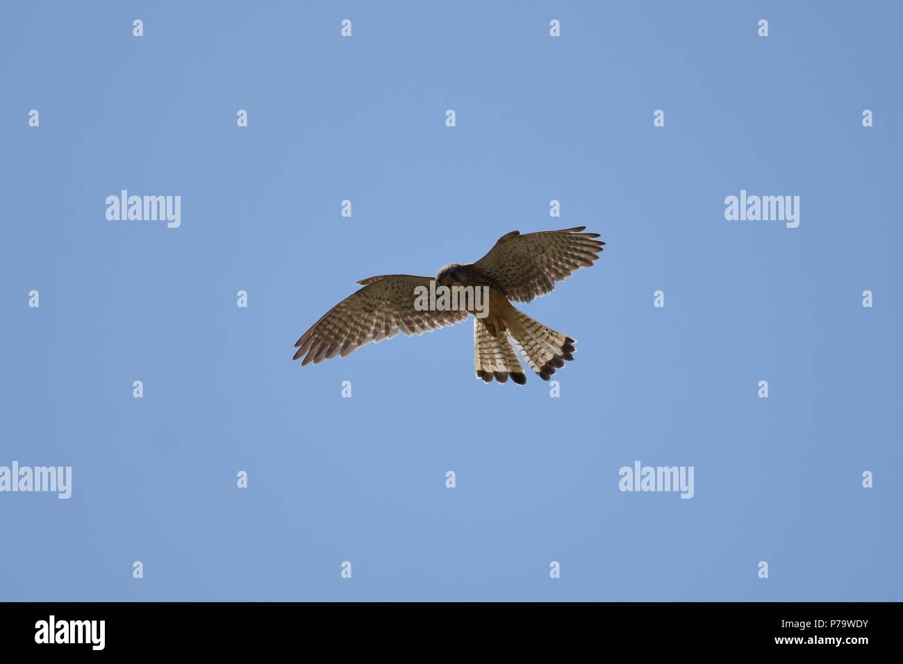 Turmfalke im Flug Stockfoto