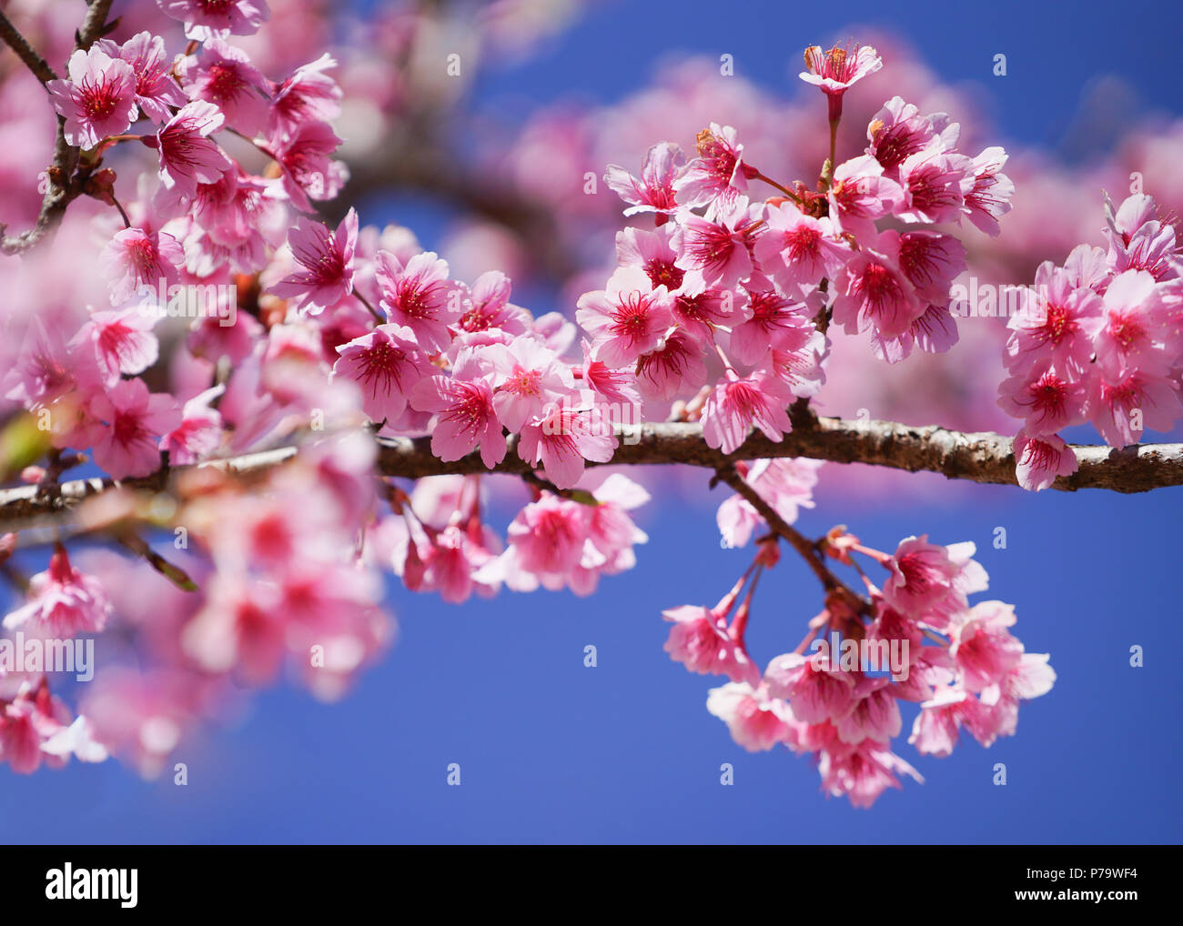 Wunderschöne Kirschblüte Sakura im Frühling über den blauen Himmel. Stockfoto