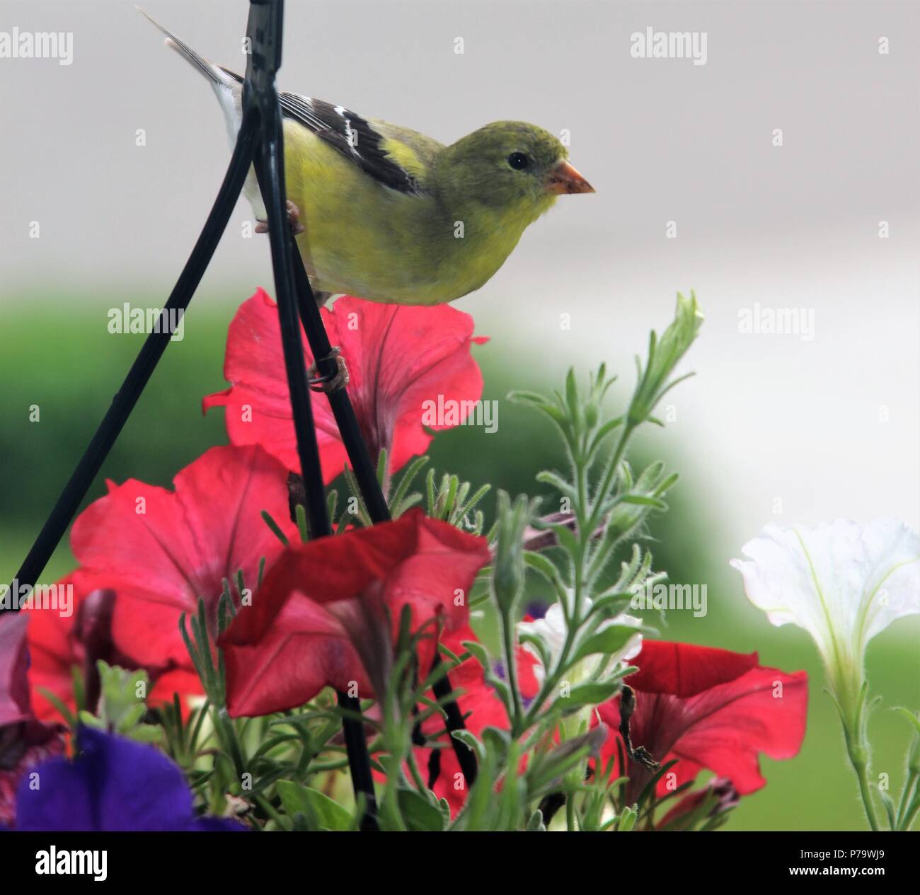 Gelbe Finch Stockfoto