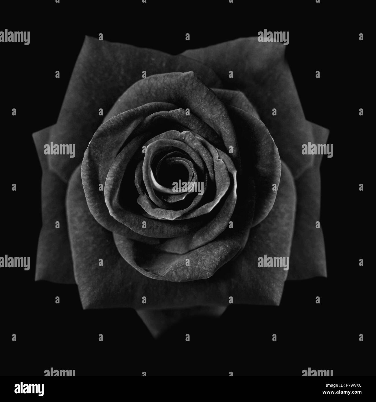 Dunkle rote Rosen, rote Rose isoliert auf schwarzen Hintergrund, Grußkarte mit einem Luxus Rosen, Bild dunkel Ton Stockfoto