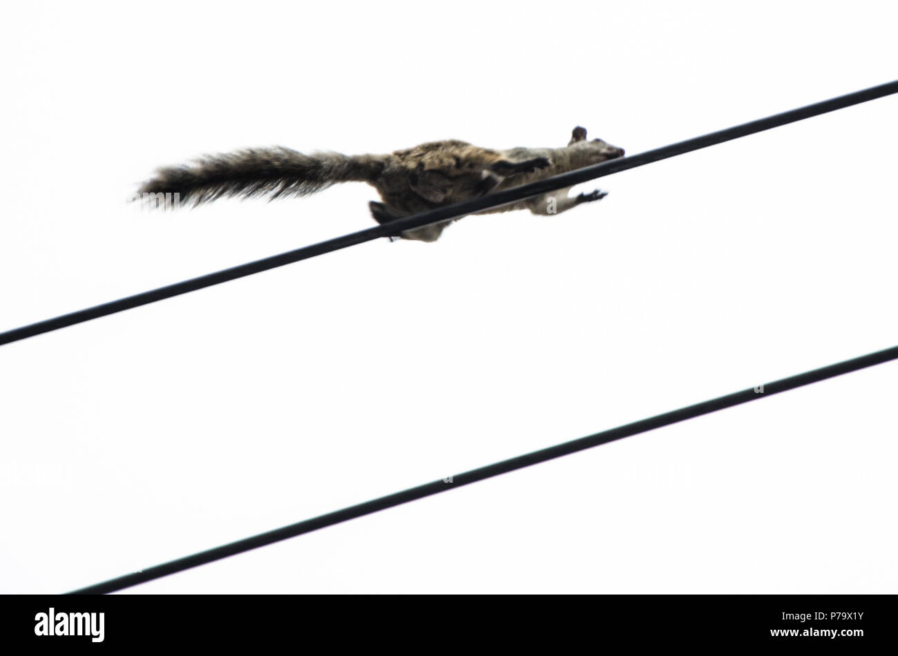 Low Angle View einer städtischen Eichhörnchen ist zu Fuß auf die Drähte in den sonnigen Tag Stockfoto