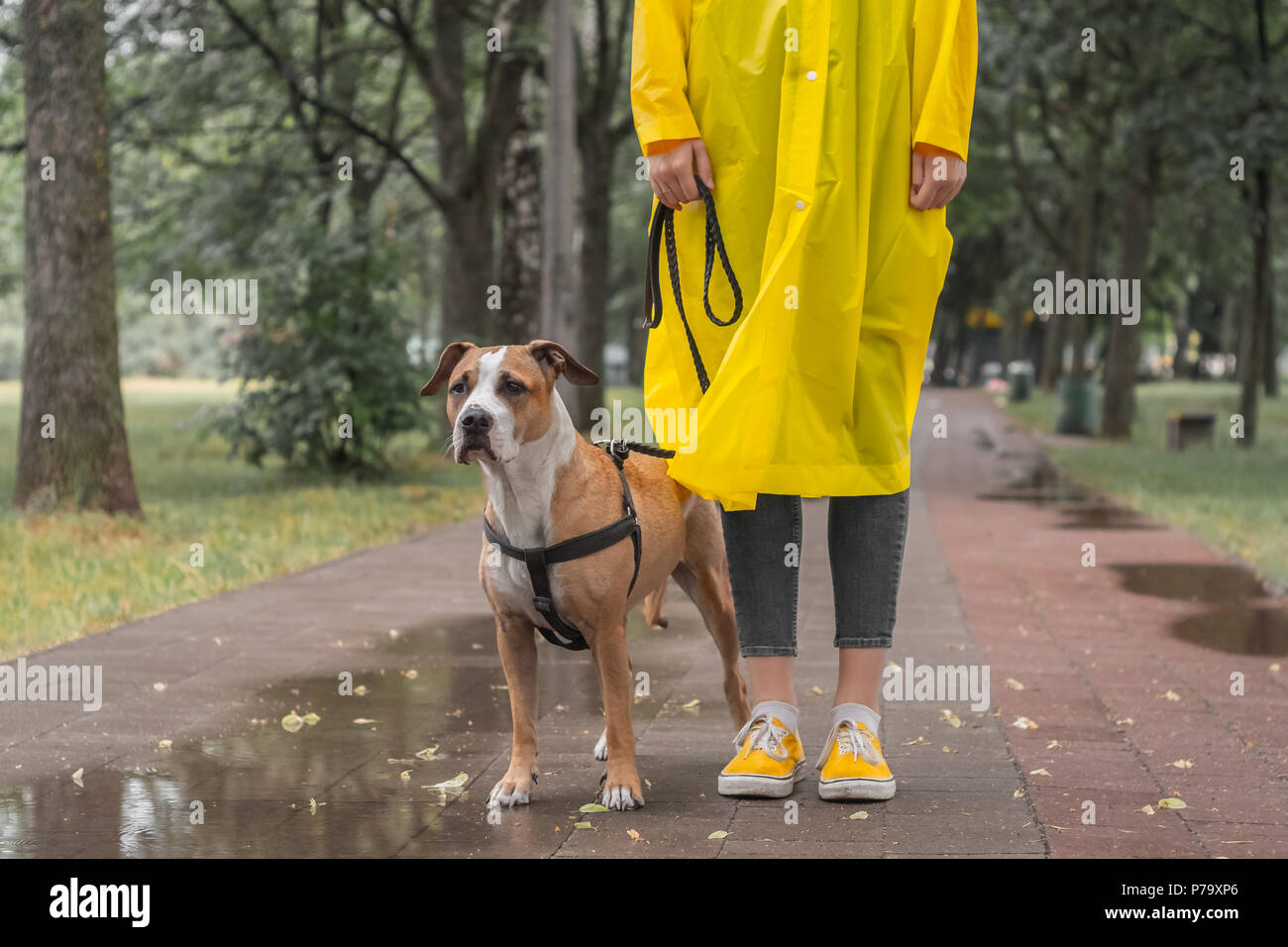Spaziergang mit dem Hund in Regenmantel an regnerischen Tag. Stockfoto