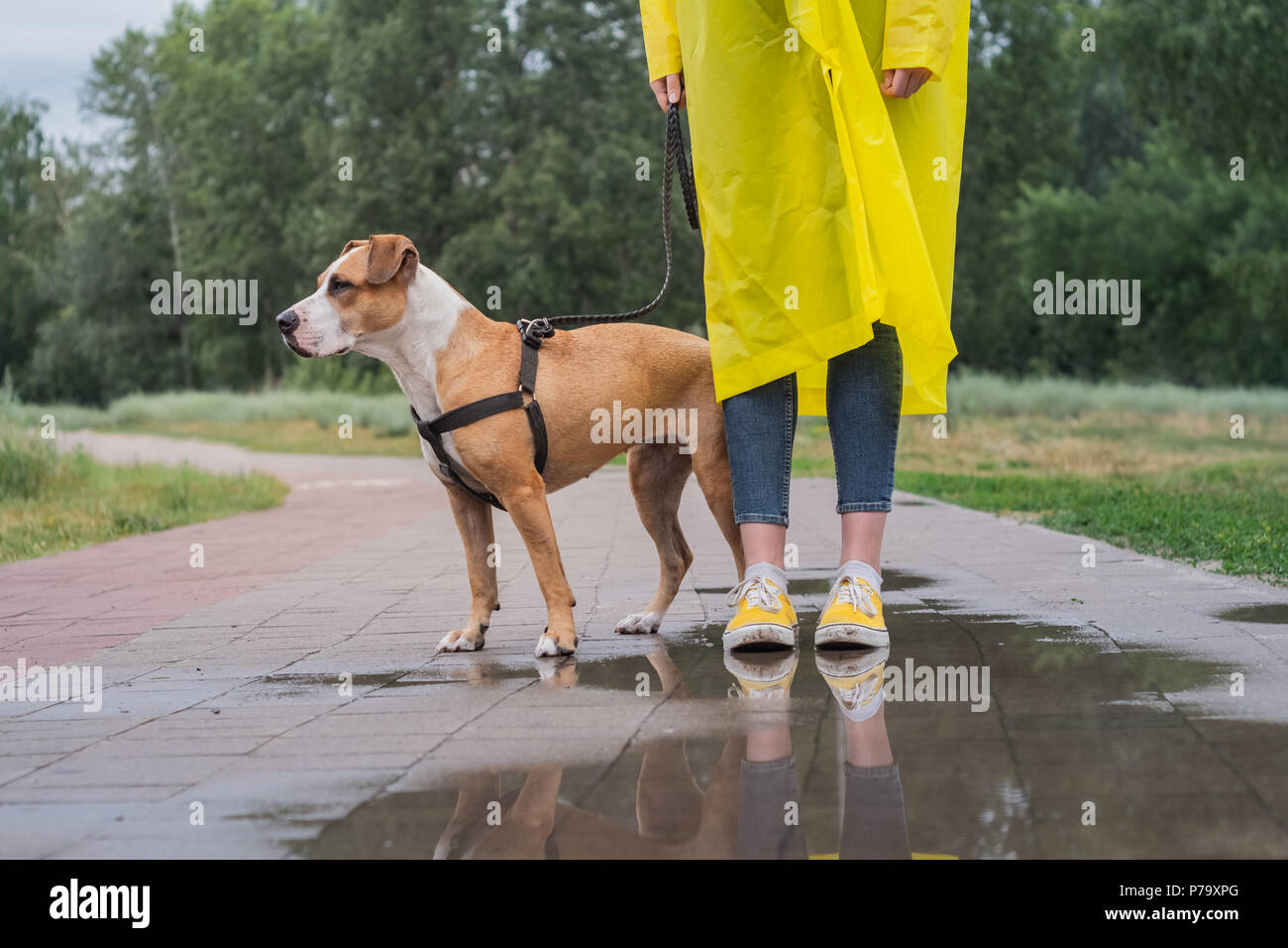 Spaziergang mit dem Hund im gelben Regenmantel an regnerischen Tag. Stockfoto