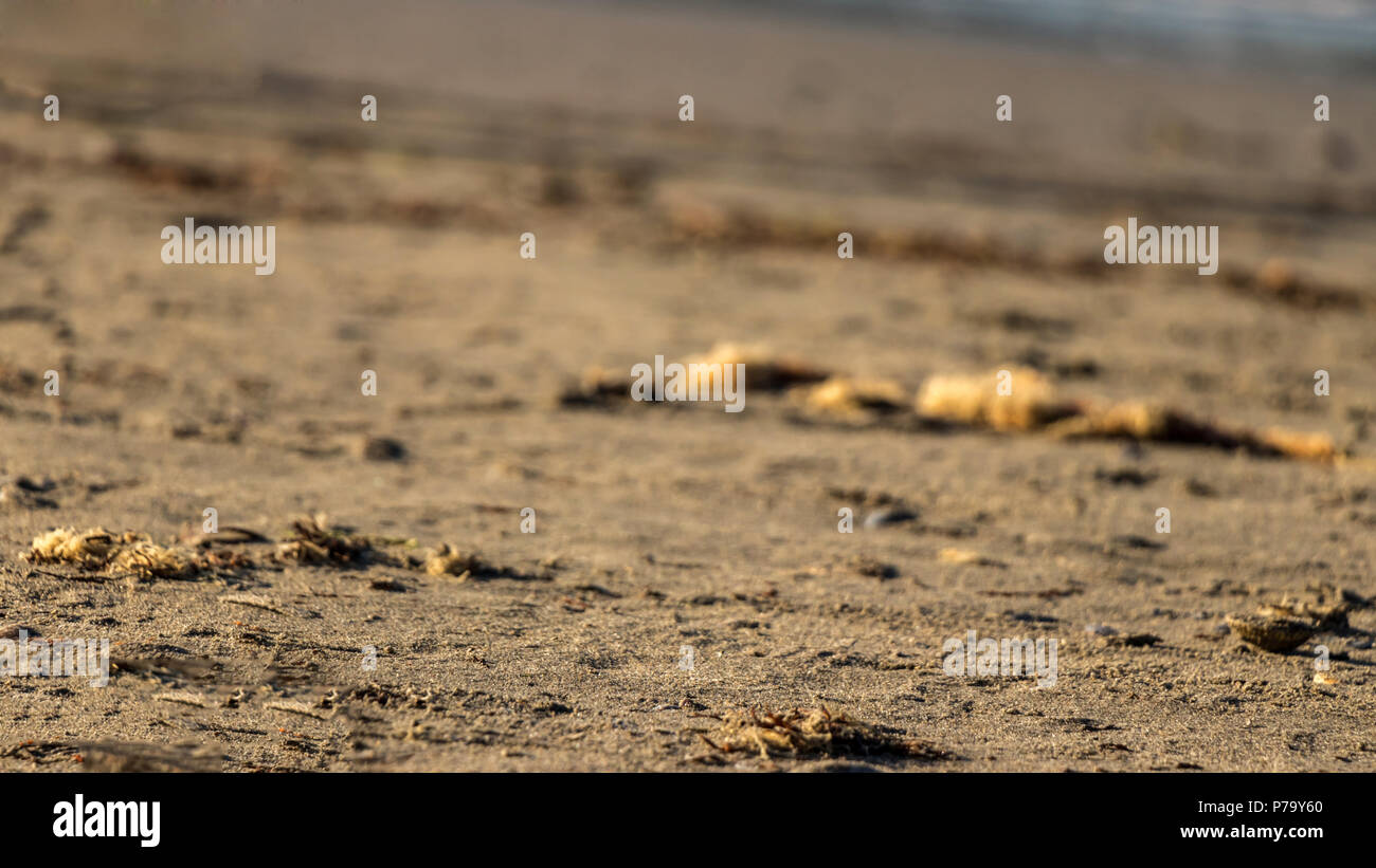 Schließen Sie bis zu Strand sand Makro Stockfoto