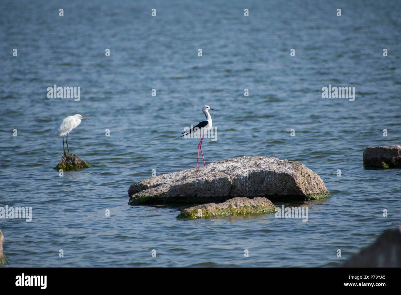 Schwarze Flügel Stelzenläufer im See auf einem Felsen Stockfoto