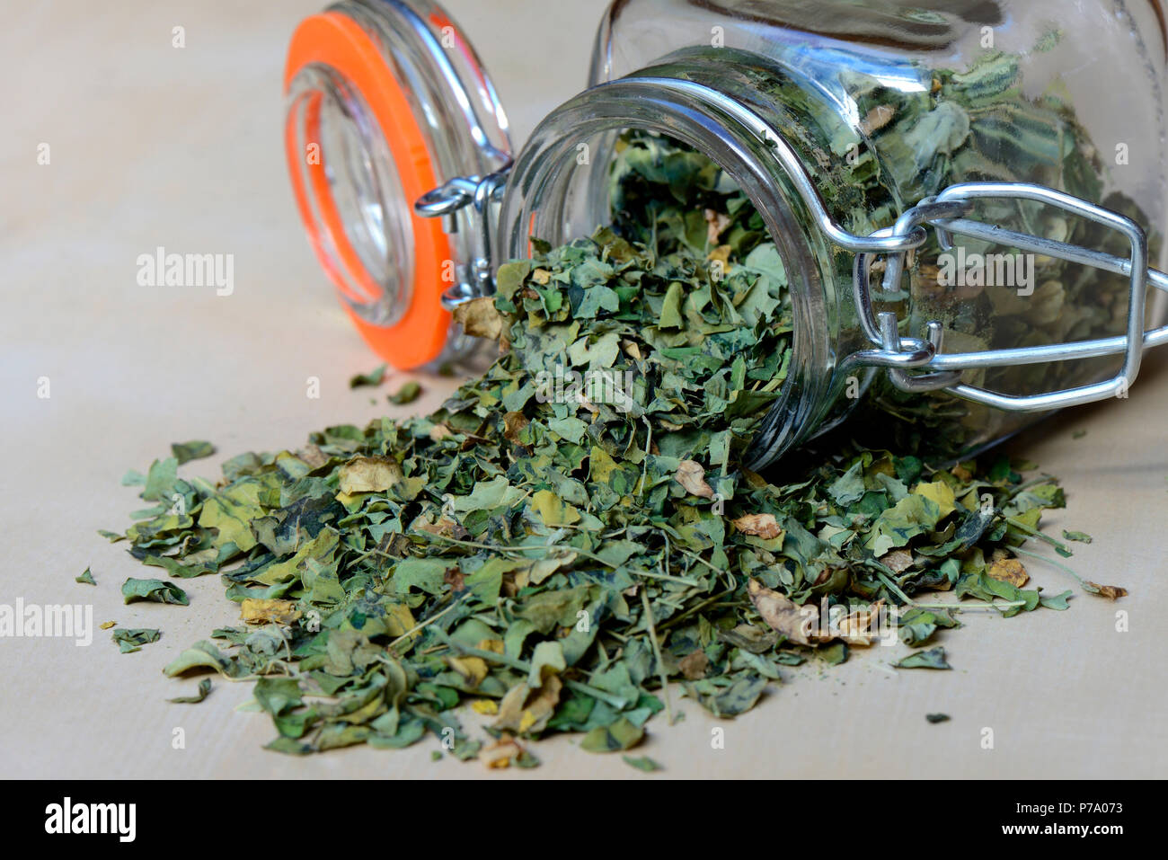 Getrocknete Blätter, Moringa Moringa oleifera Stockfoto