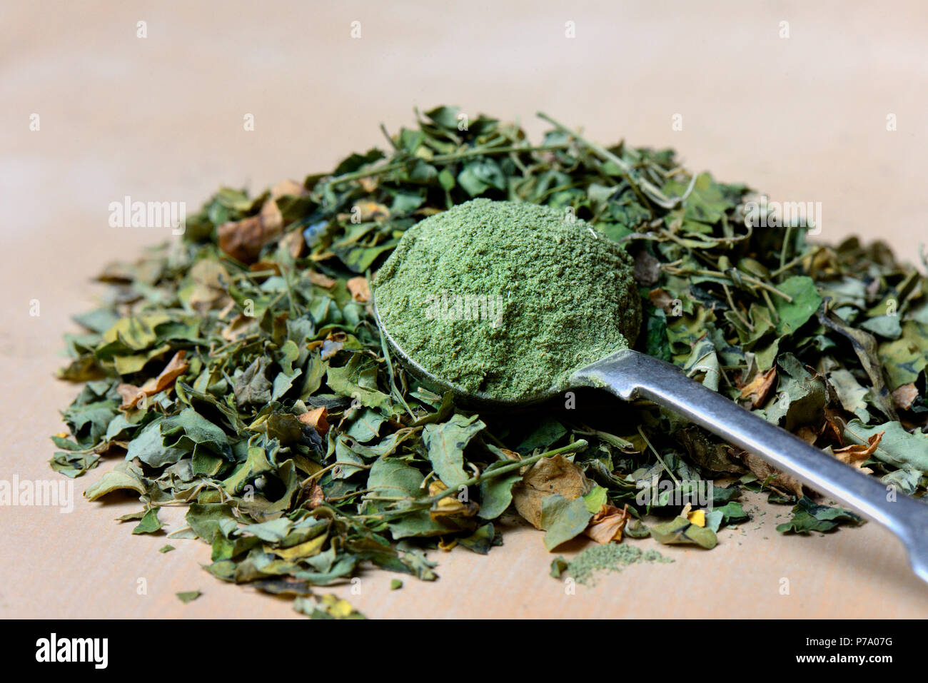 Getrocknete Blätter und Moringa Moringa Pulver, Moringa oleifera Stockfoto