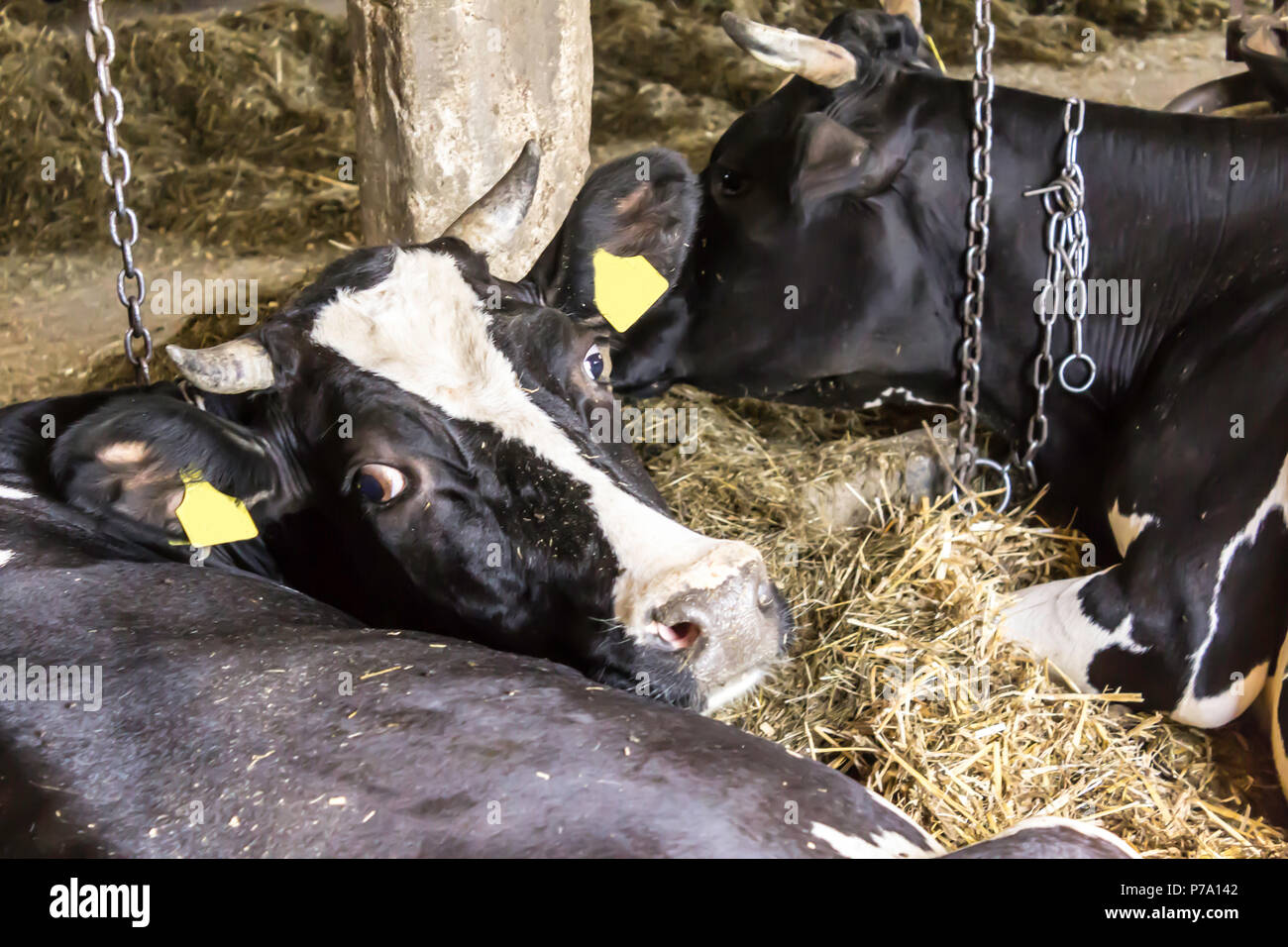 Eine Motley, schwarz weisse Kuh auf dem Boden liegt in der Scheune. Gülle und Stroh, guter Dünger auf dem Feld. Ländliche Molkerei in Europa. Stockfoto