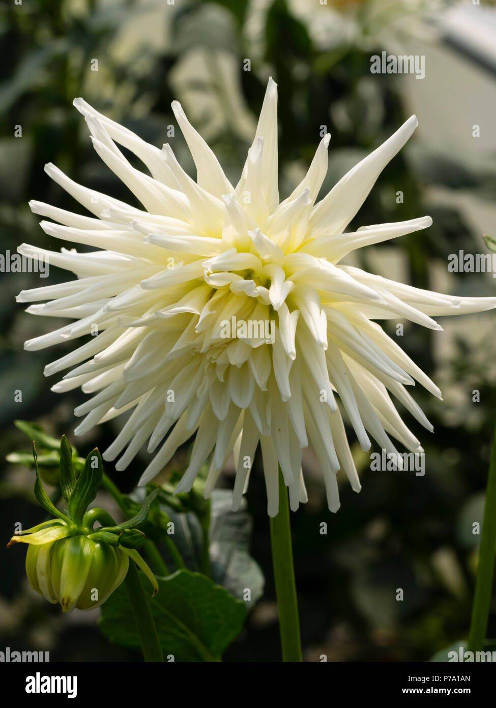 Weiß Blühender Kaktus Stockfotos und bilder Kaufen Alamy