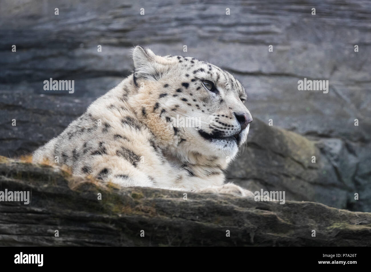 Nach snow leopard ruht auf Felsvorsprung Stockfoto