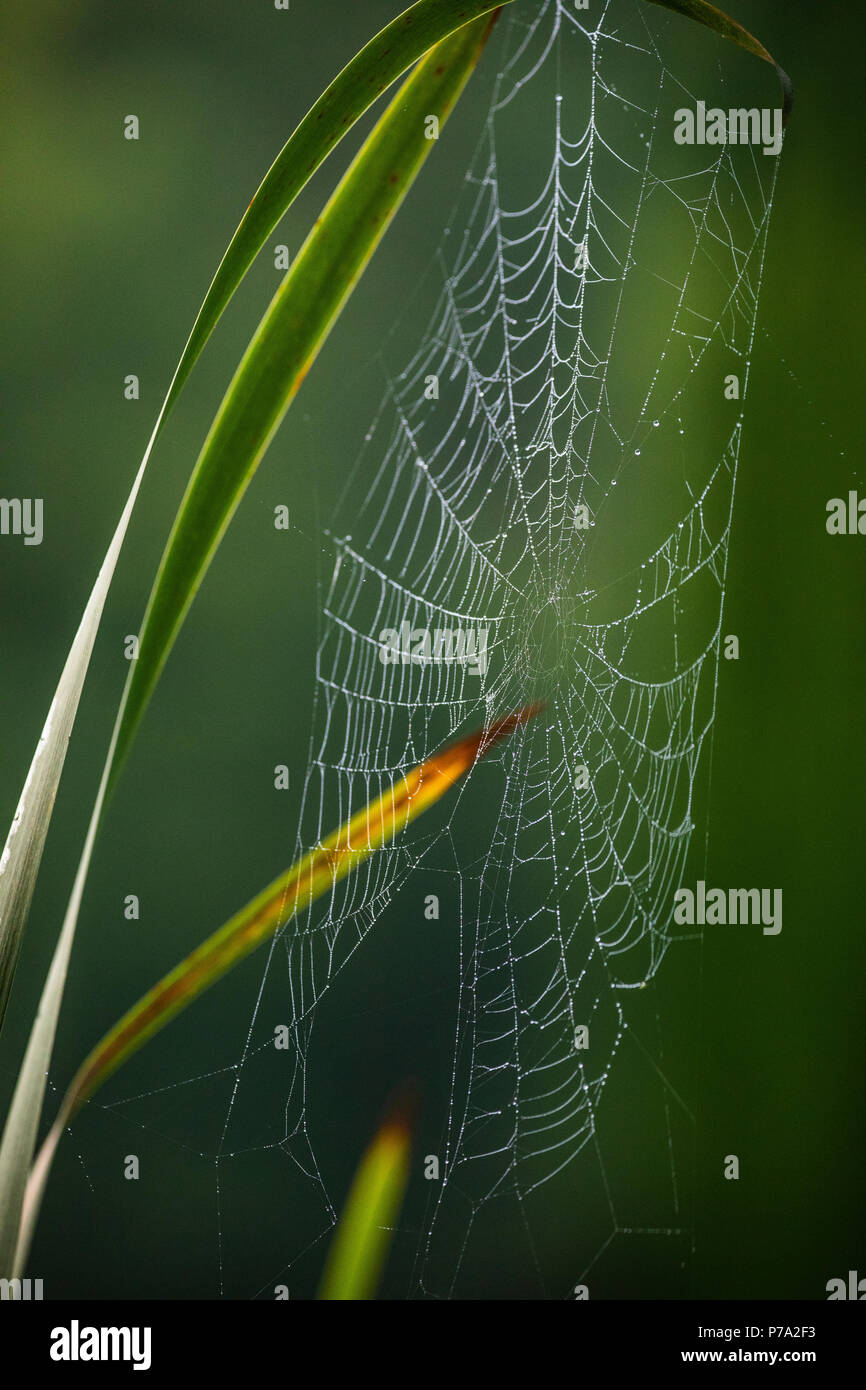 Morgentau deckt ein Spinnennetz. Stockfoto