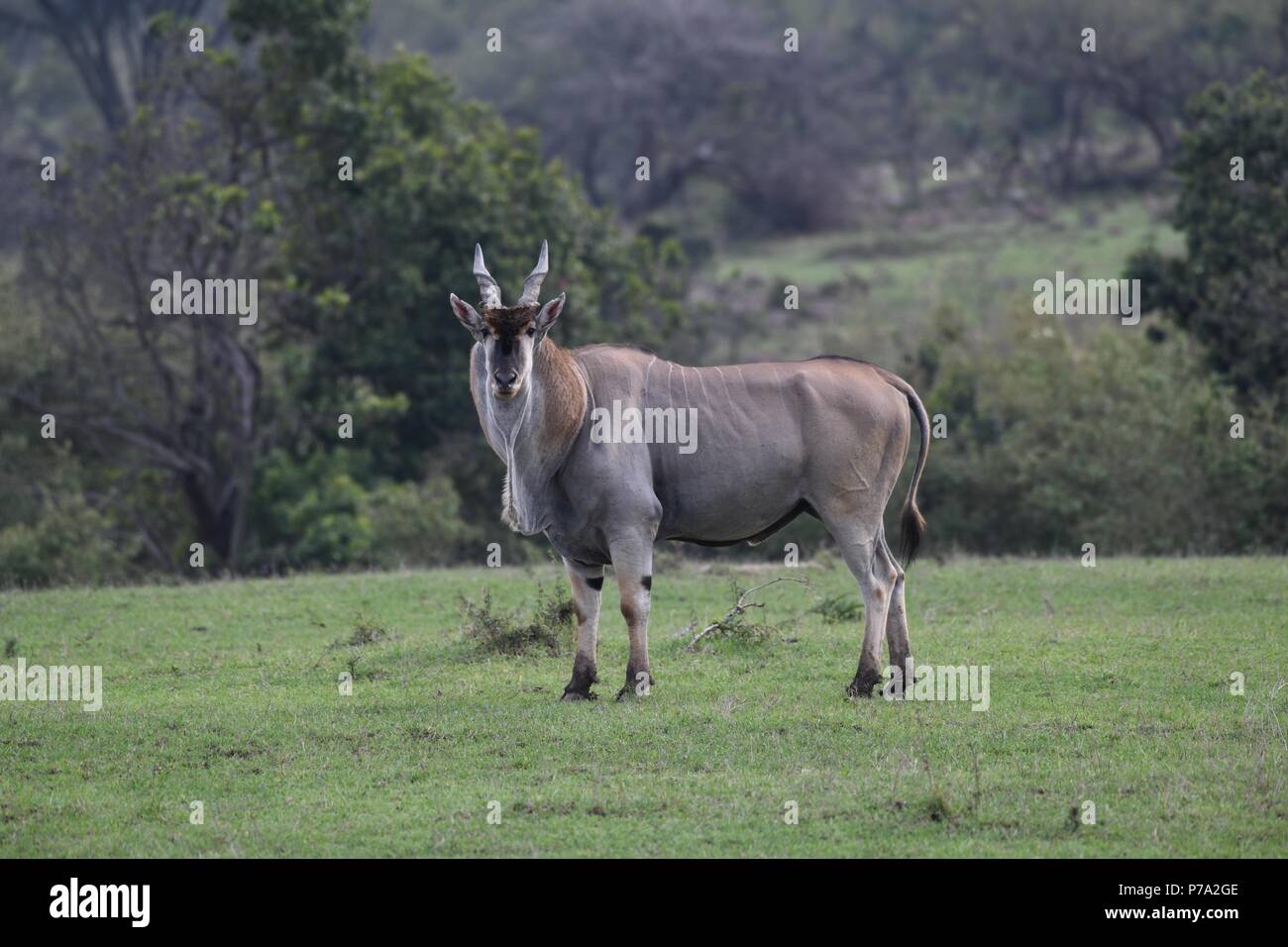 Gemeinsame elenantilope (taurotragus Oryx). Olare Motorogi Conservancy, Masai Mara, Kenia, Ostafrika Stockfoto