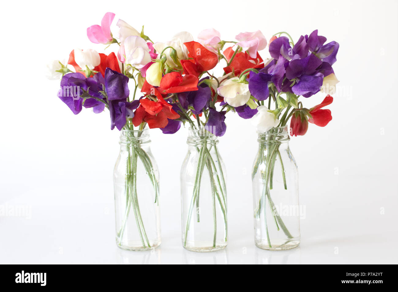 Lathyrus Odoratus. Sweet pea 'Frühen Mammut gemischt' und 'antike Fantasy gemischt 'Blumen in Glasflaschen vor einem weißen Hintergrund. Stockfoto