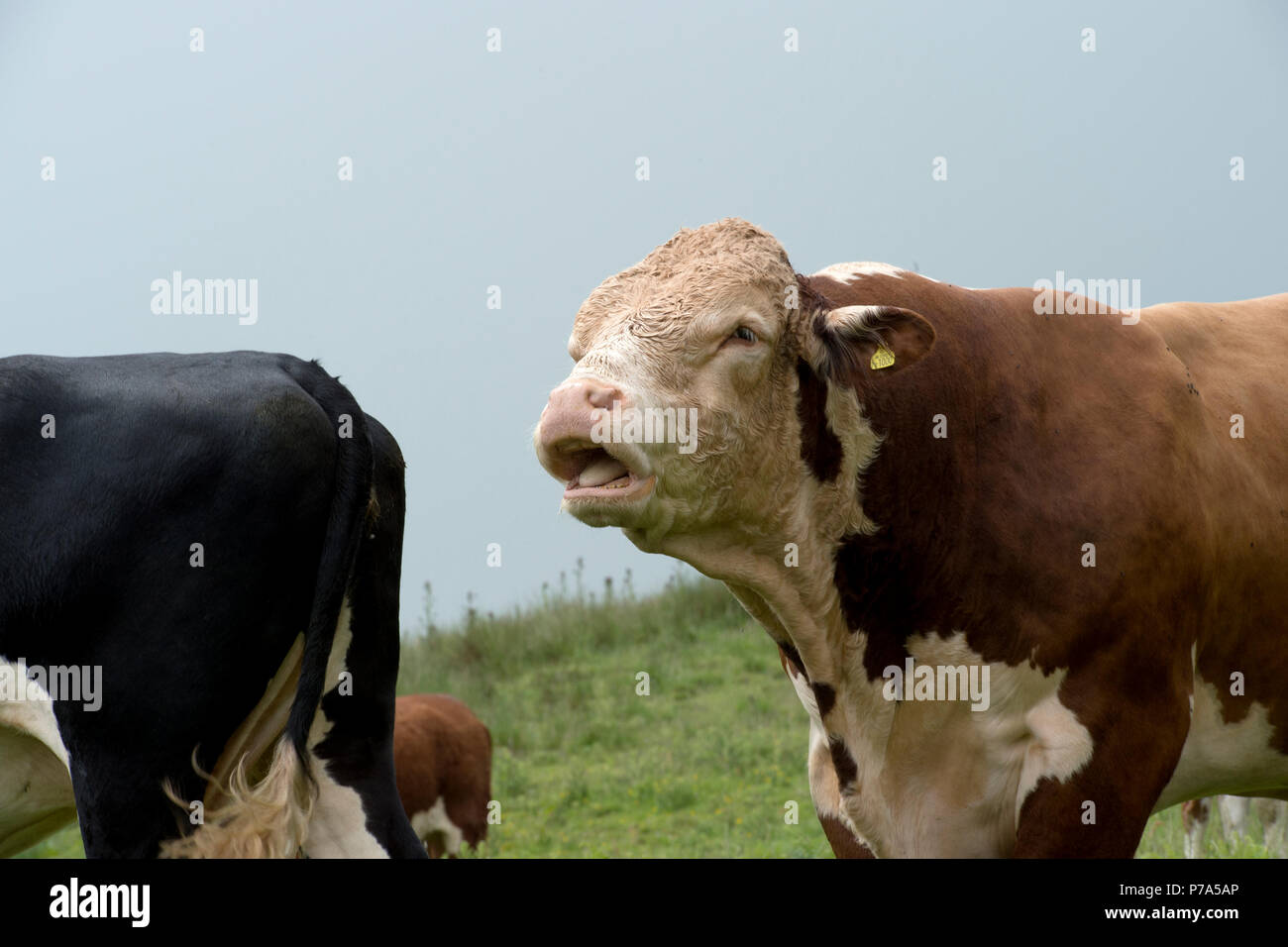 hereford Bull im Feld Stockfoto