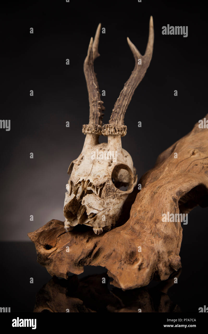 Verwitterte deer Skull, Schwarz Spiegel Hintergrund Stockfoto
