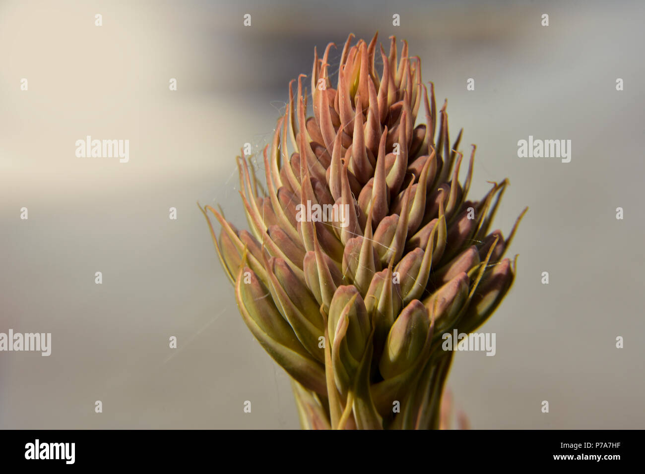 Kopf einer Aloe Blume Pflanze mit den Details der Blütenblätter in einem verschwommenen hellen Hintergrund. Stockfoto