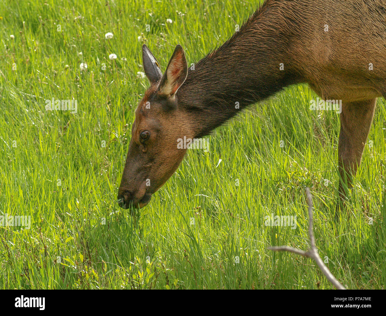 Colorado Rocky Mountain National Park elk Stockfoto