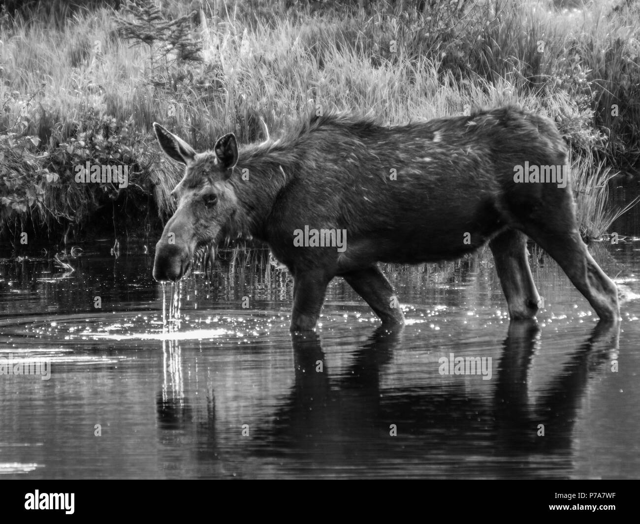 Elch baby Kalb, Stier feed RMNP Colorado Colorado Grand Lake Stockfoto