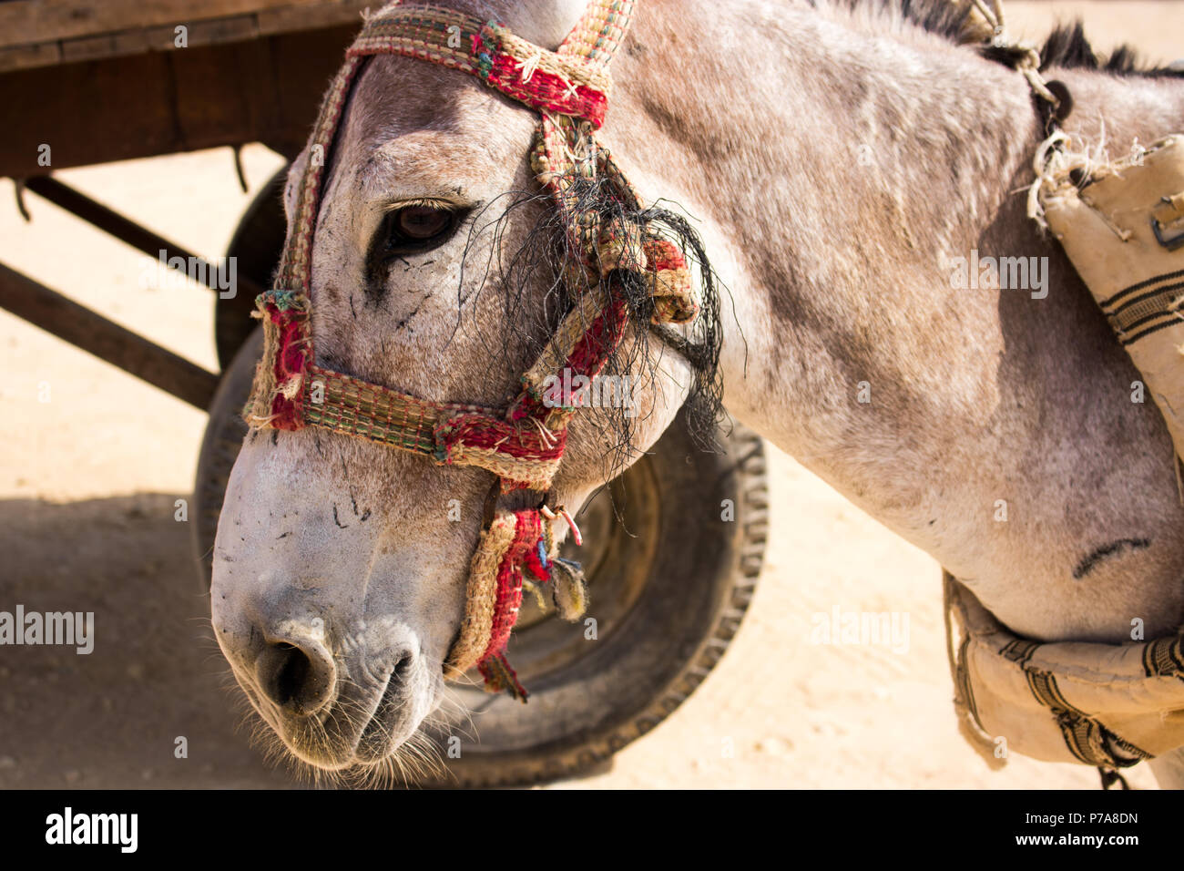Esel in Ägypten Stockfoto