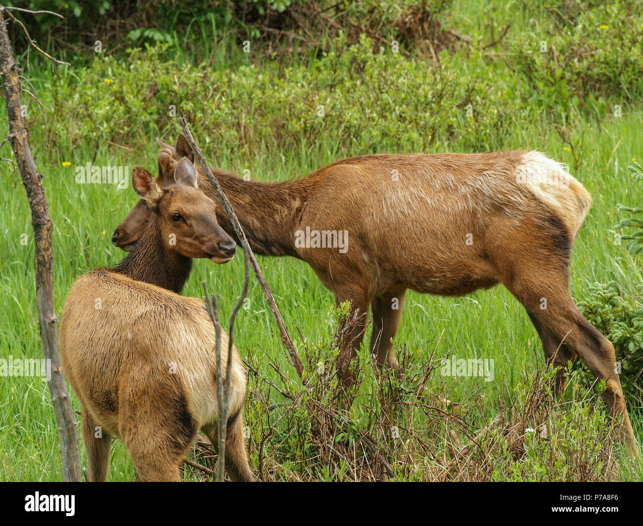 Colorado Rocky Mountain National Park elk Stockfoto