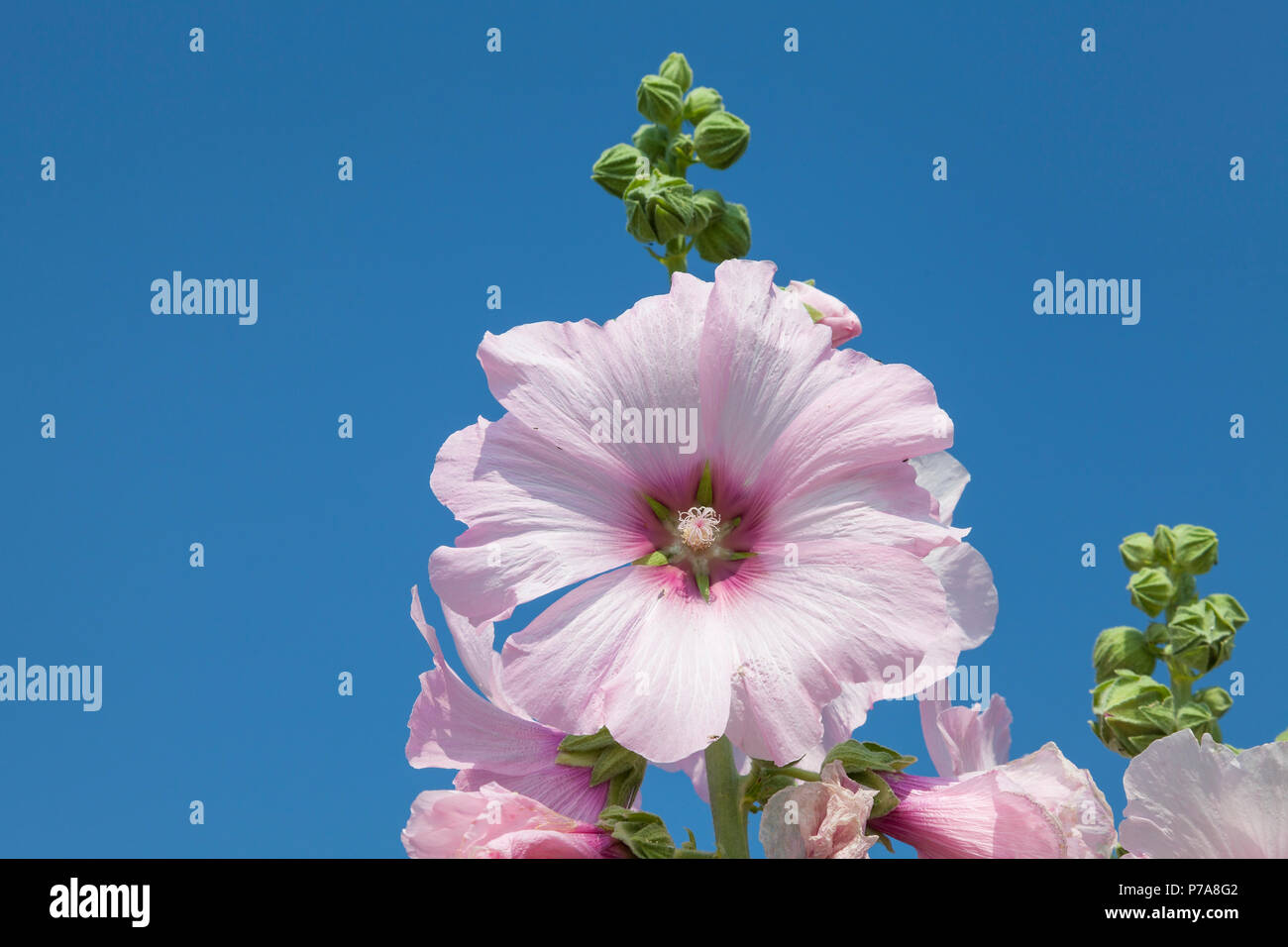 Rosa Malve Blume, Alcea sp., gegen den sonnigen blauen Himmel. Zierpflanzen Frühjahr blühenden Garten Pflanzen im Gartenbau verwendet. Spike mit unreifen Stockfoto