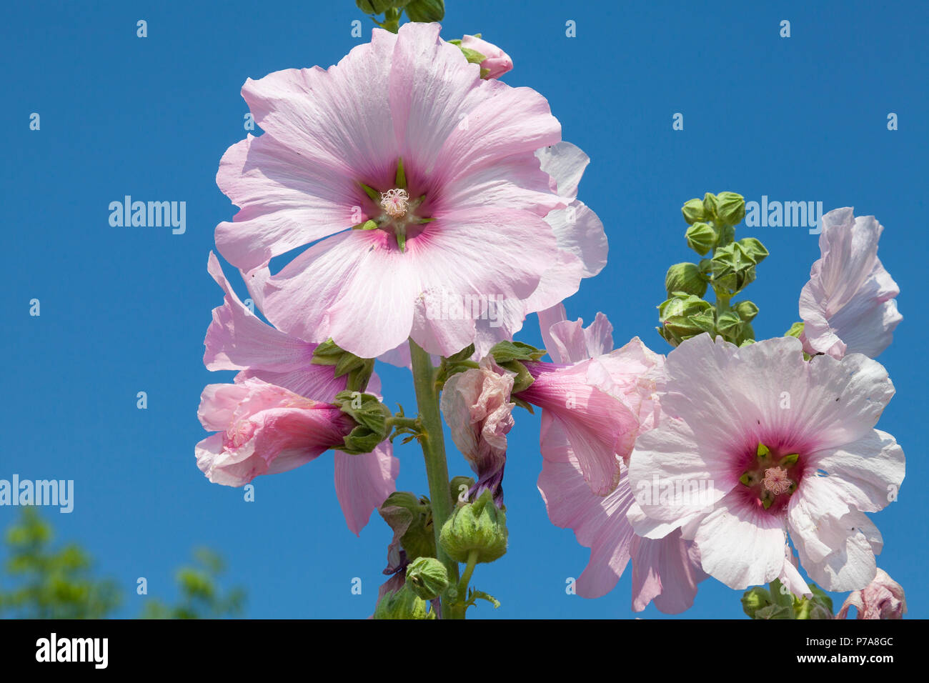 Rosa Malve Blume auf einer Spitze, die den Lebenszyklus der Blüten und Knospen, Eröffnung, in voller Blüte, und welken. Malvaceae, Frühling, Stockfoto