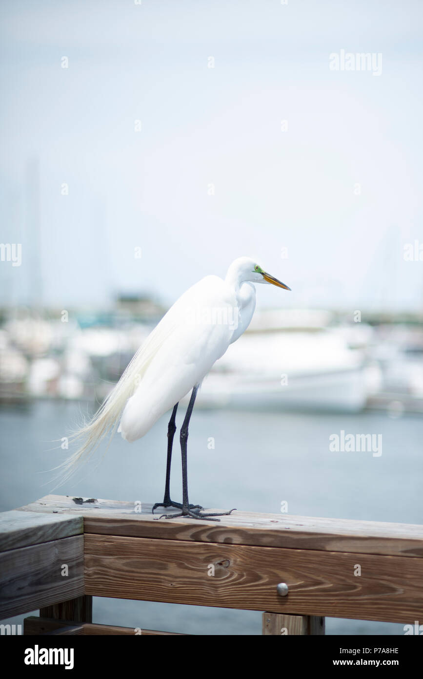 Eine schöne, weiße Reiher ist auf einem hölzernen Pier entlang der Matanzas River im historischen St. Augustine, Florida USA gehockt Stockfoto