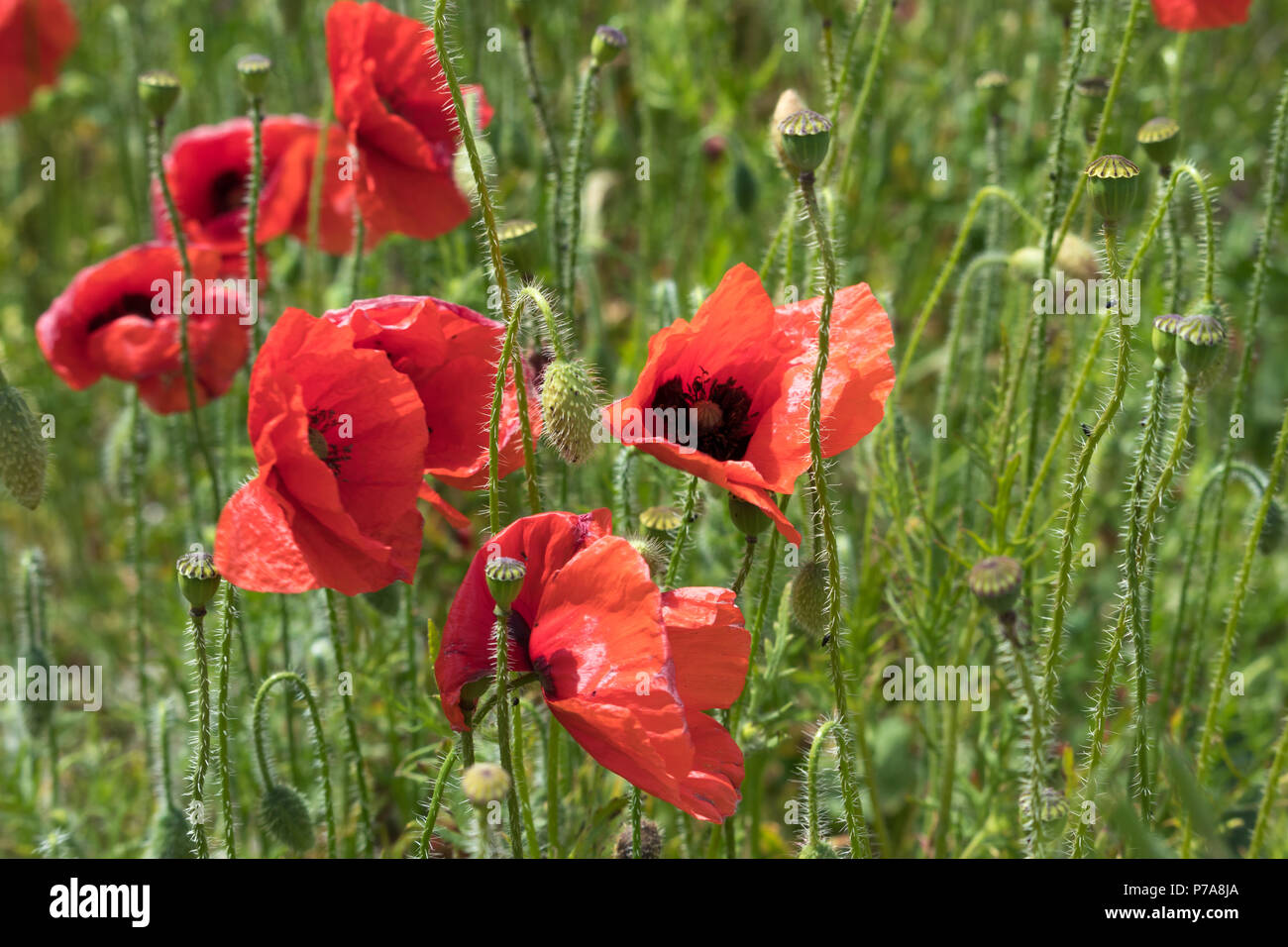 Eine Nahaufnahme eines wilden Mohnfeld in der englischen Landschaft im Sommer. In East Sussex, in der Nähe der Falmer entfernt. Stockfoto