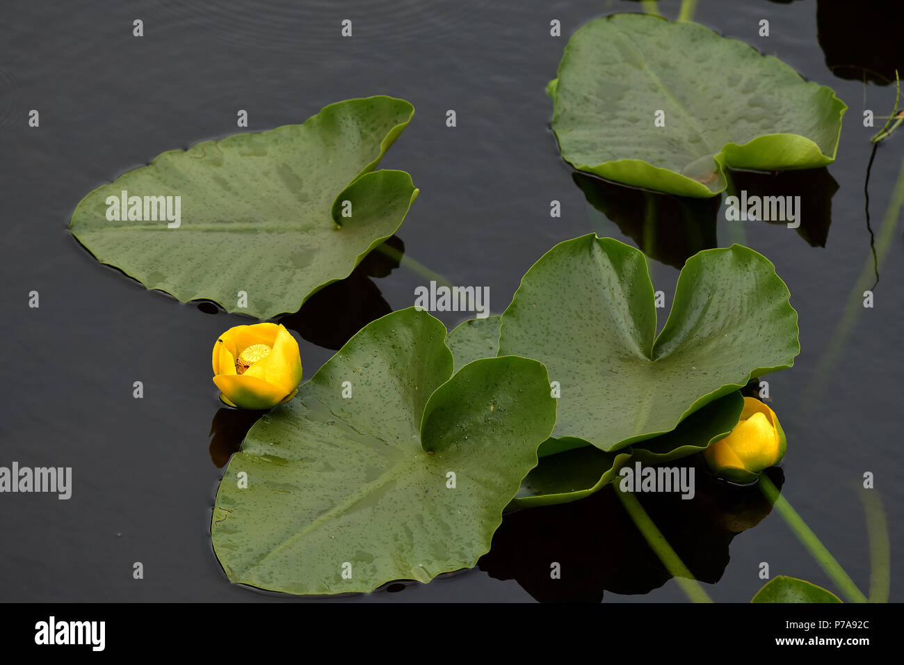 Gelbe Teich - seerose Lilie ist eine mehrjährige Pflanze, die umfangreiche steht im seichten Wasser der Seen und Teiche bilden können. Stockfoto