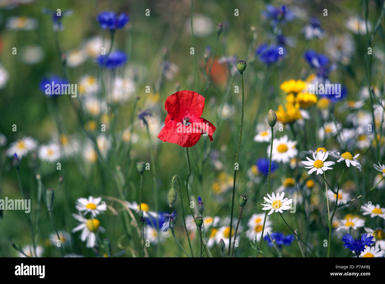 Glasgow, Schottland, Großbritannien, 7. Juli. UK Wetter: Sonnig sizzling Wetter fort und die Wildblumen auf der Forth-and-Clyde-Kanal. Gerard Fähre / alamy Nachrichten Stockfoto